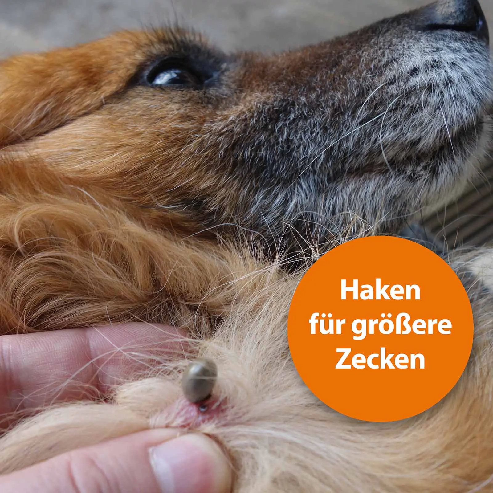 ARDAP Zeckenzange Edelstahl für Tiere