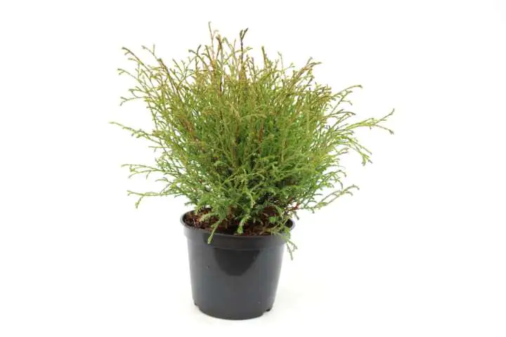 Bubikopf-Lebensbaum 'Mr. Bowling Ball' 2 L Container, kugelig gewachsen