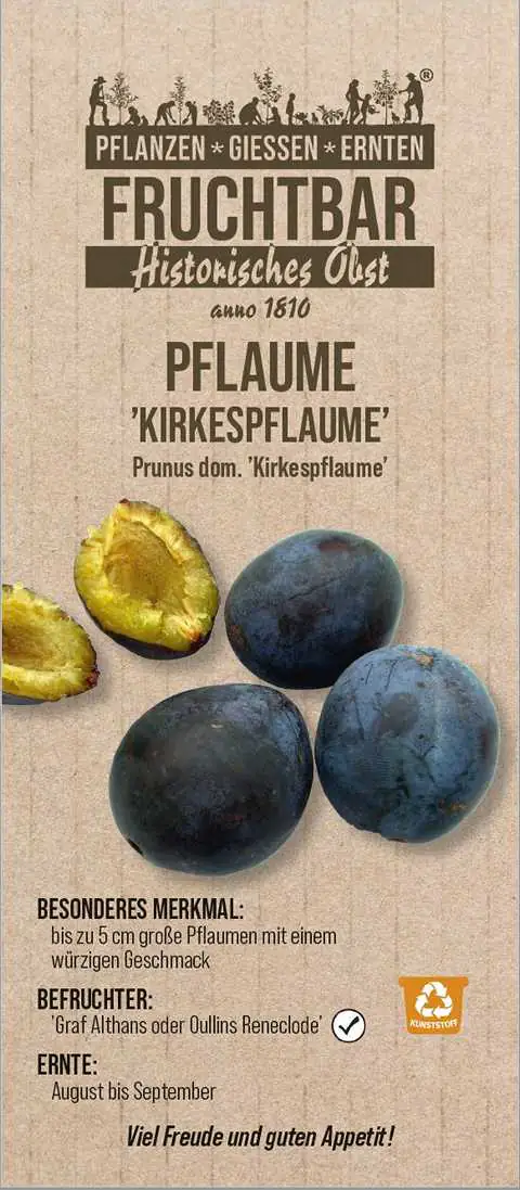 Historische Bio Obstbäume Pflaume Kirkespflaume H 150 cm 29 cm Topf