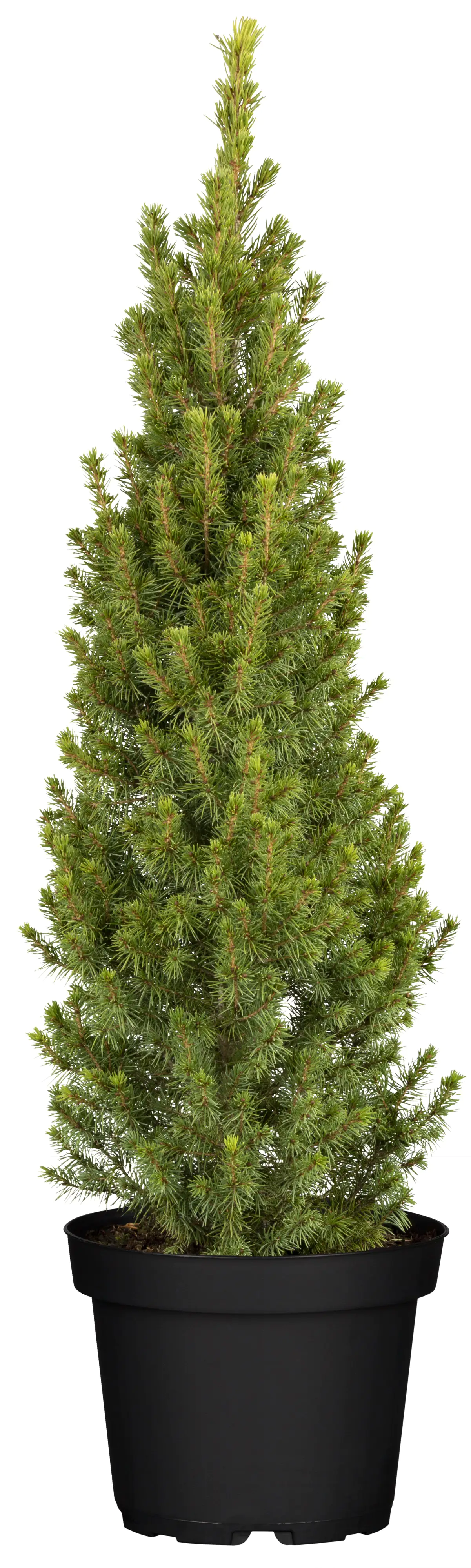 Zuckerhutfichte im Topf gewachsen 26 cm Topf, 70-80 cm hoch