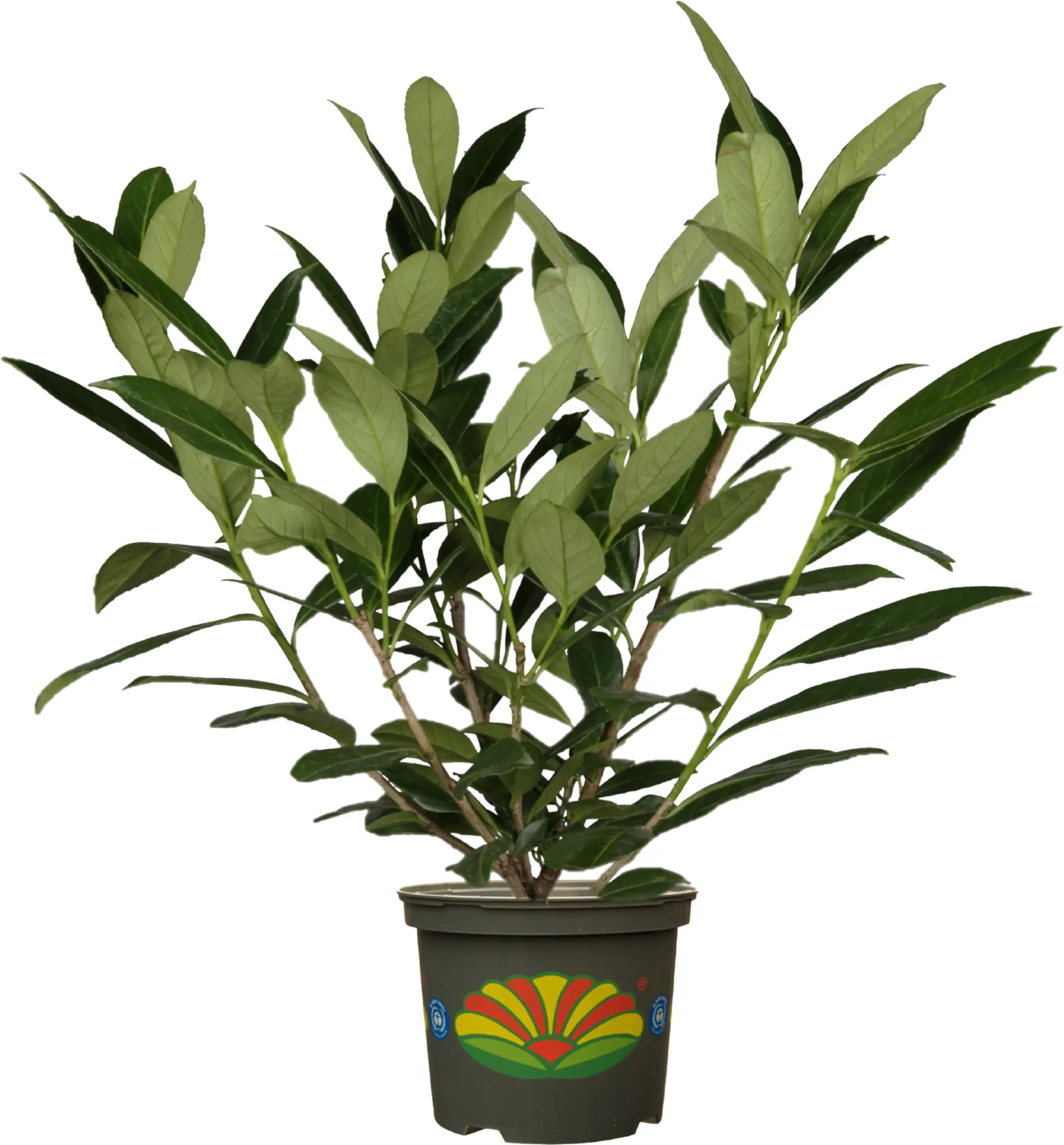 Kirschlorbeer Prunus laur. Novita, H 30 – 60 cm, 3 Liter Container