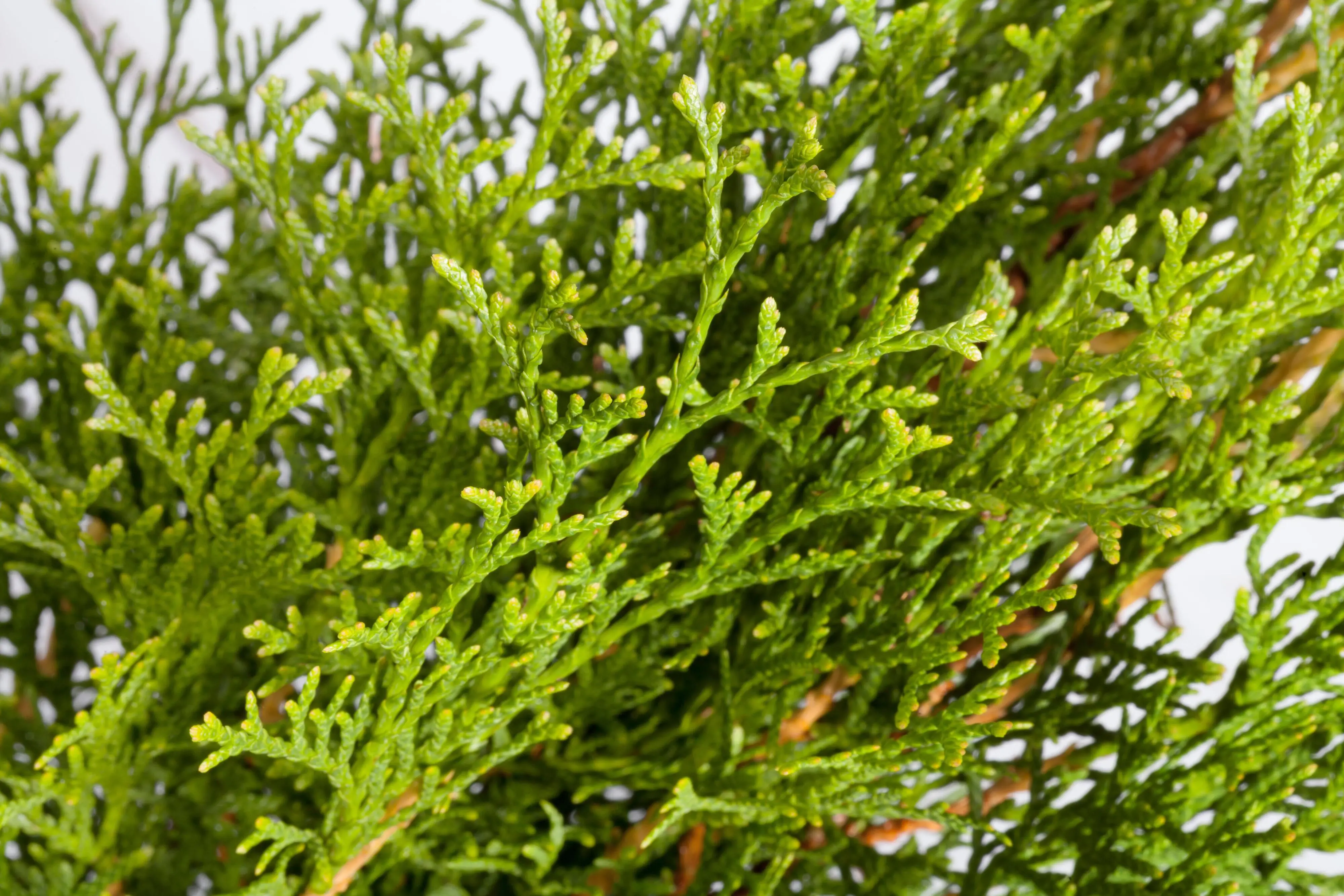 Lebensbaum Thuja occ. Smaragd H 80 - 100 cm, 25 Stück