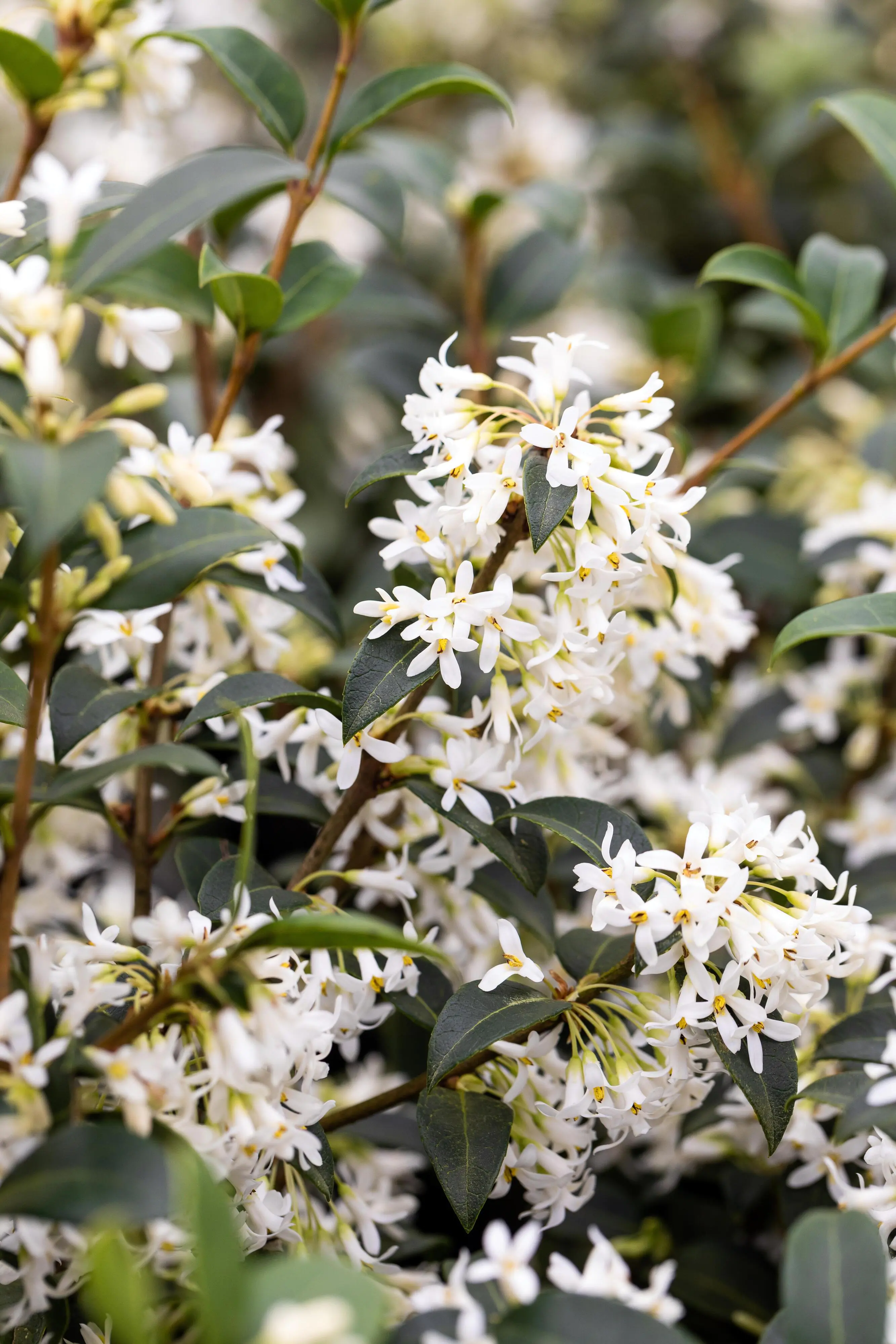 Frühlingsduftblüte Osmanthus Burkwoodii H 140 - 160 cm, 15 Stück