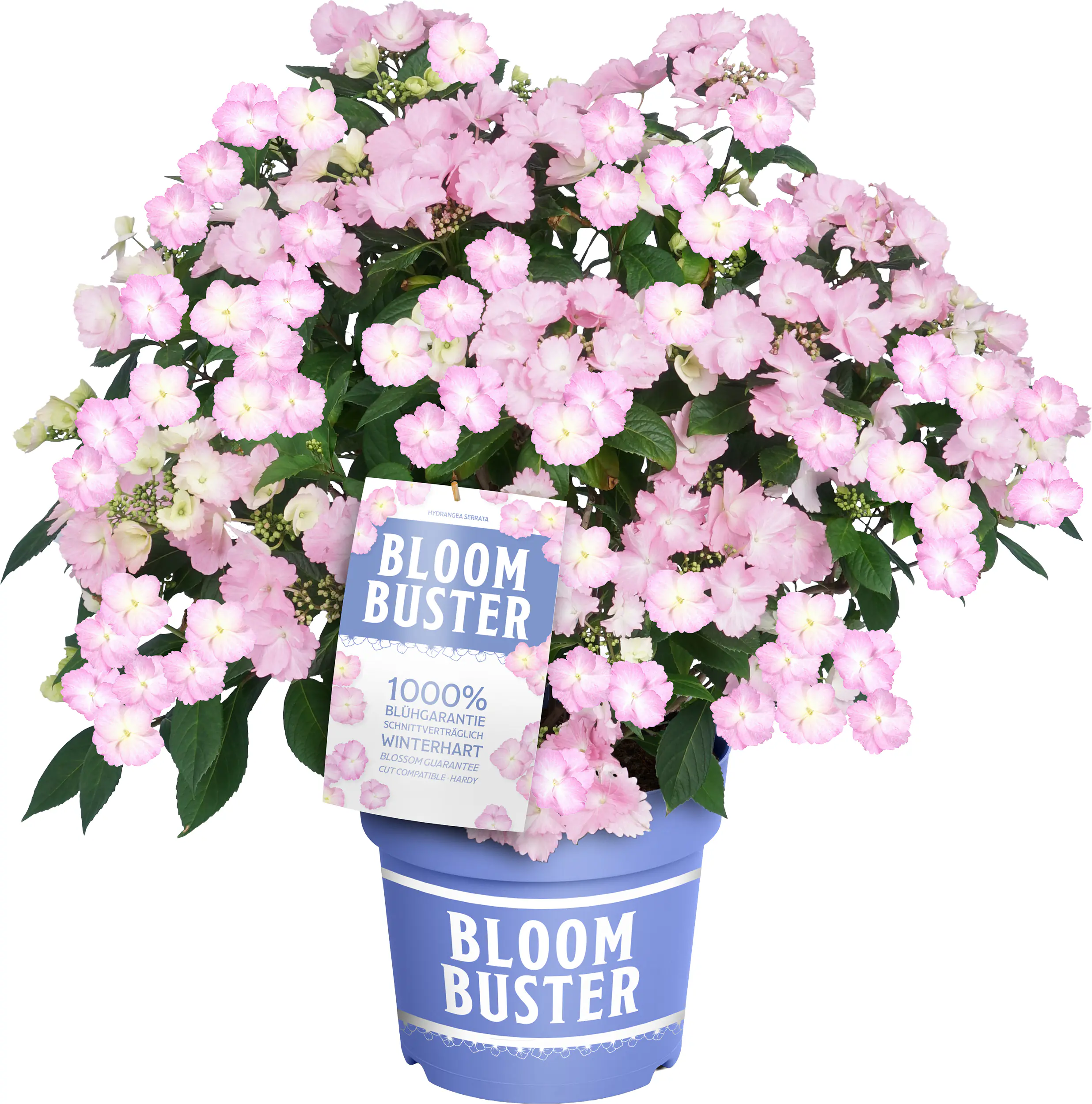 Hydrangea mac. Hortensie Bloombuster Neue Generation 23 cm Topf