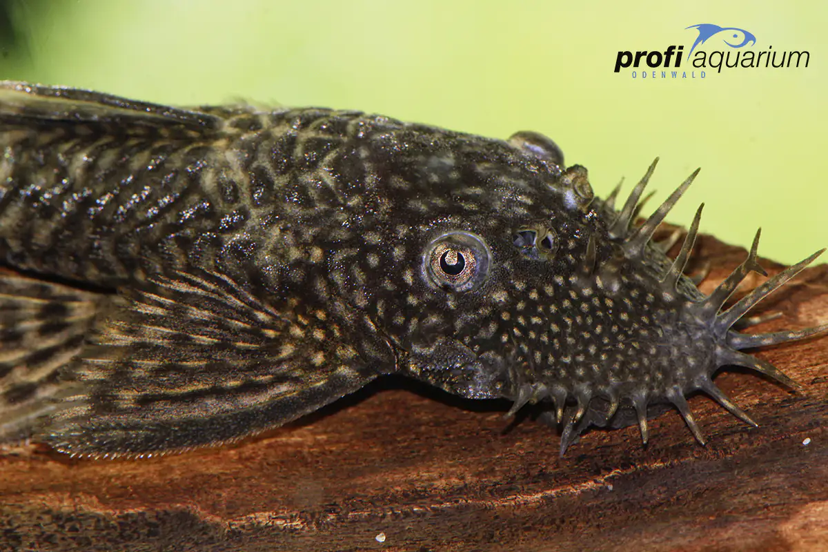 Aquariumfisch Blauer Antennenwels Ancistrus dolichopterus
