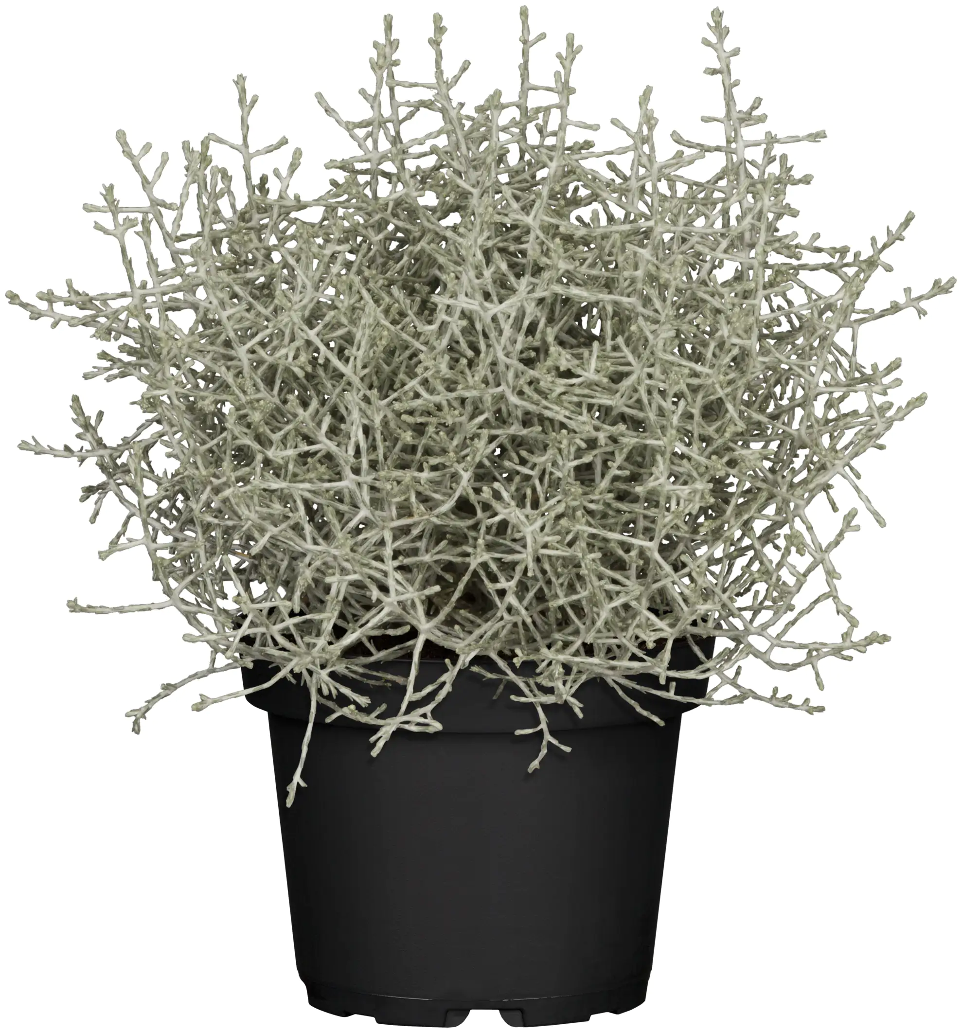 Stacheldrahtpflanze Calocephalus brownii 10,5 cm Topf