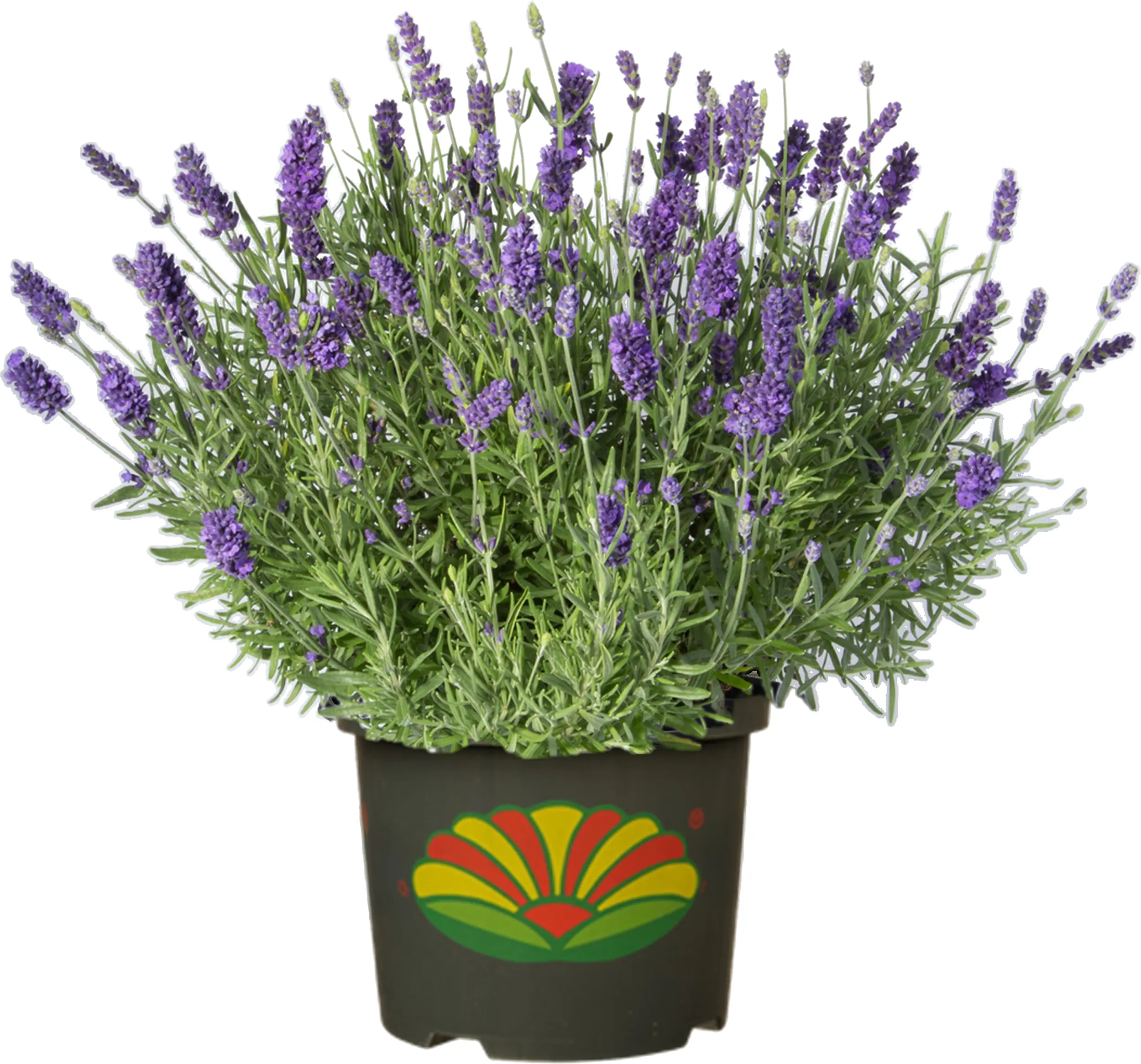 Freilandlavendel Munstead Auslese Lavandula, 5 l Container