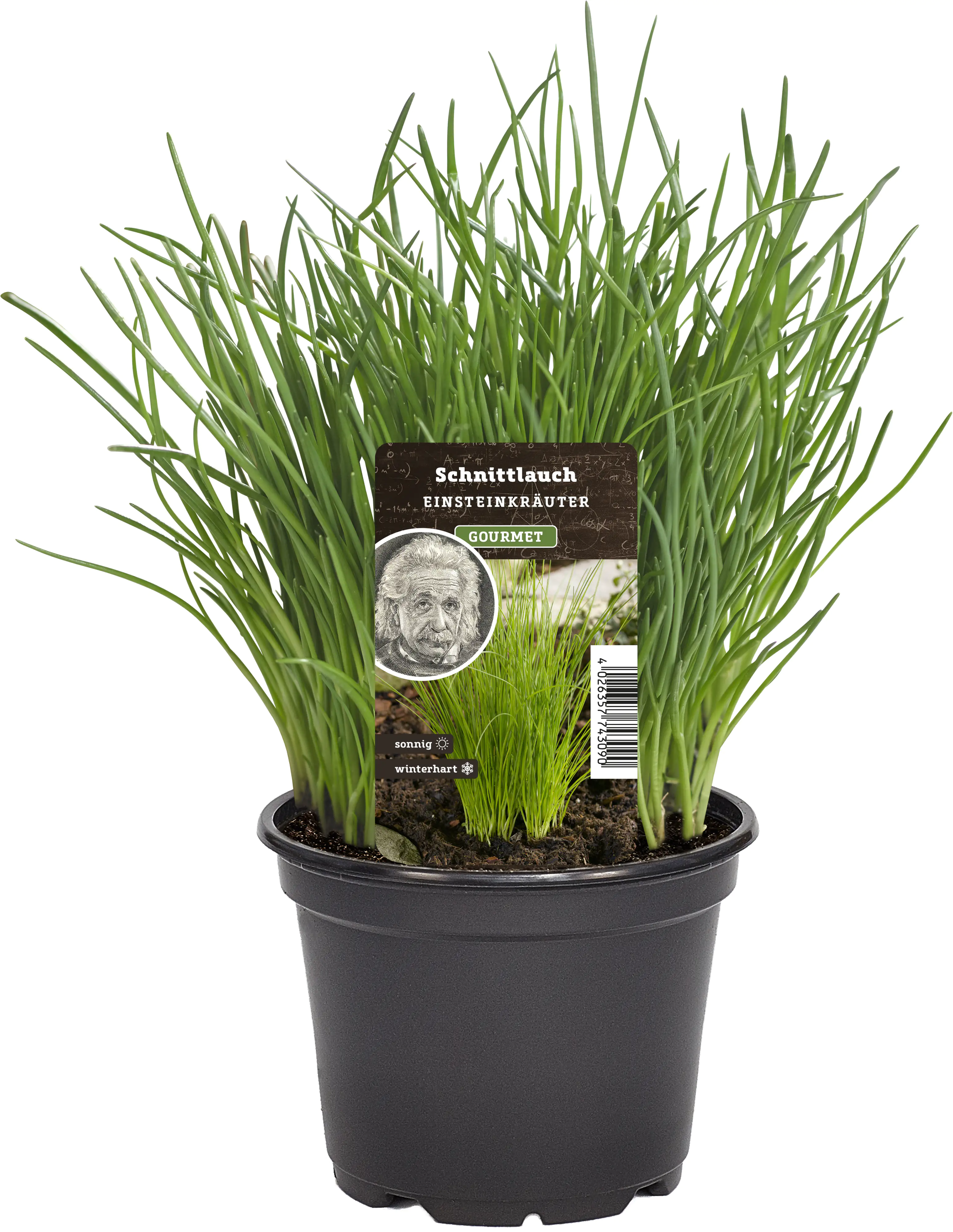 Einsteinkräuter Schnittlauch 12 cm Topf