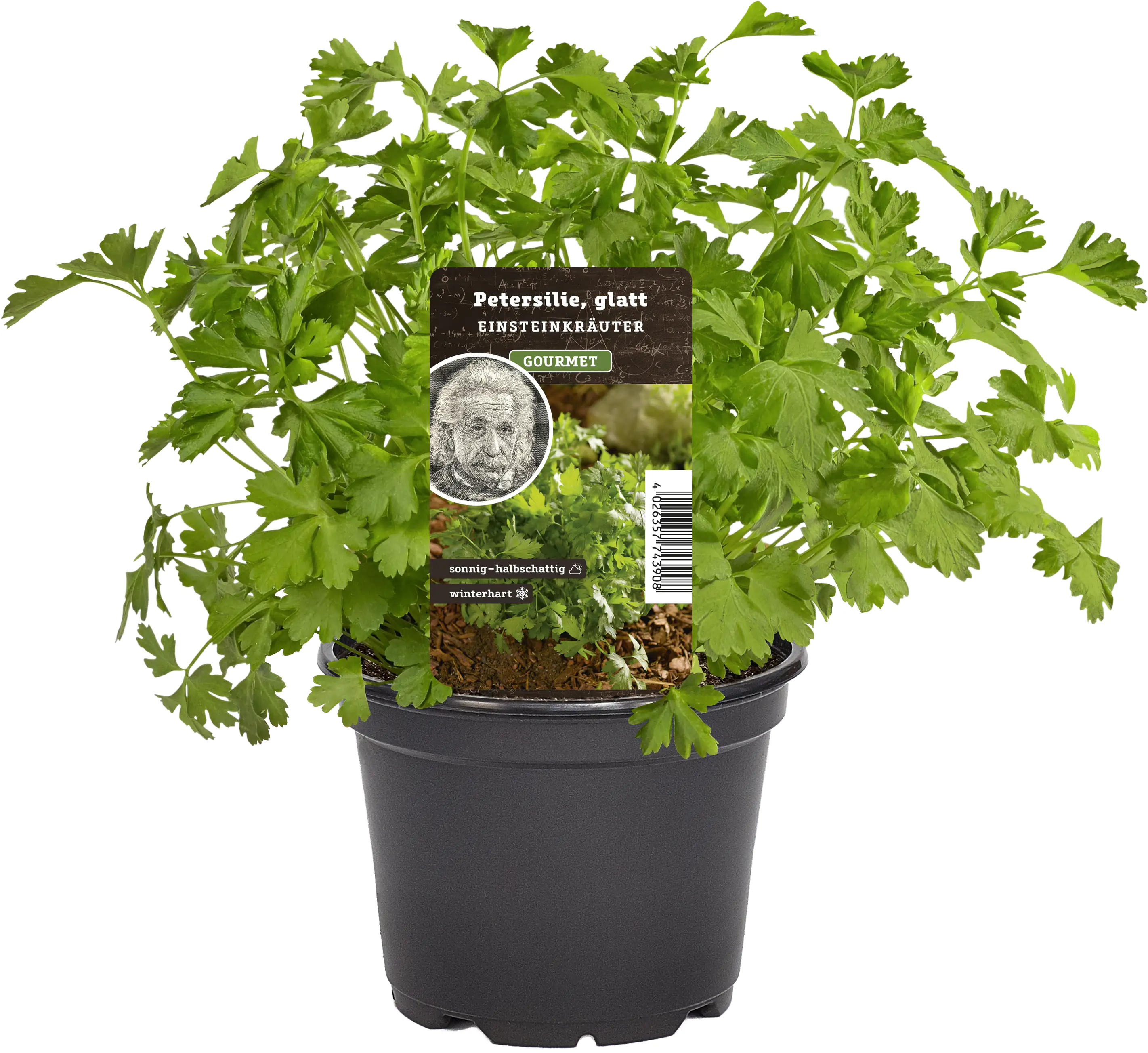 Einsteinkräuter Petersilie glatt 12 cm Topf