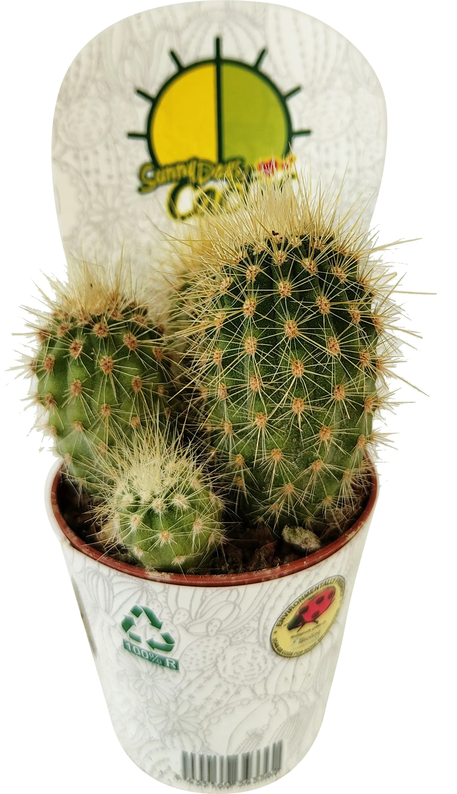 Kakteen mix 5,5 cm Topf