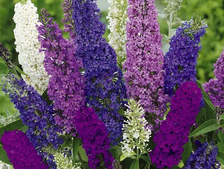 Sommerflieder 3 l Container