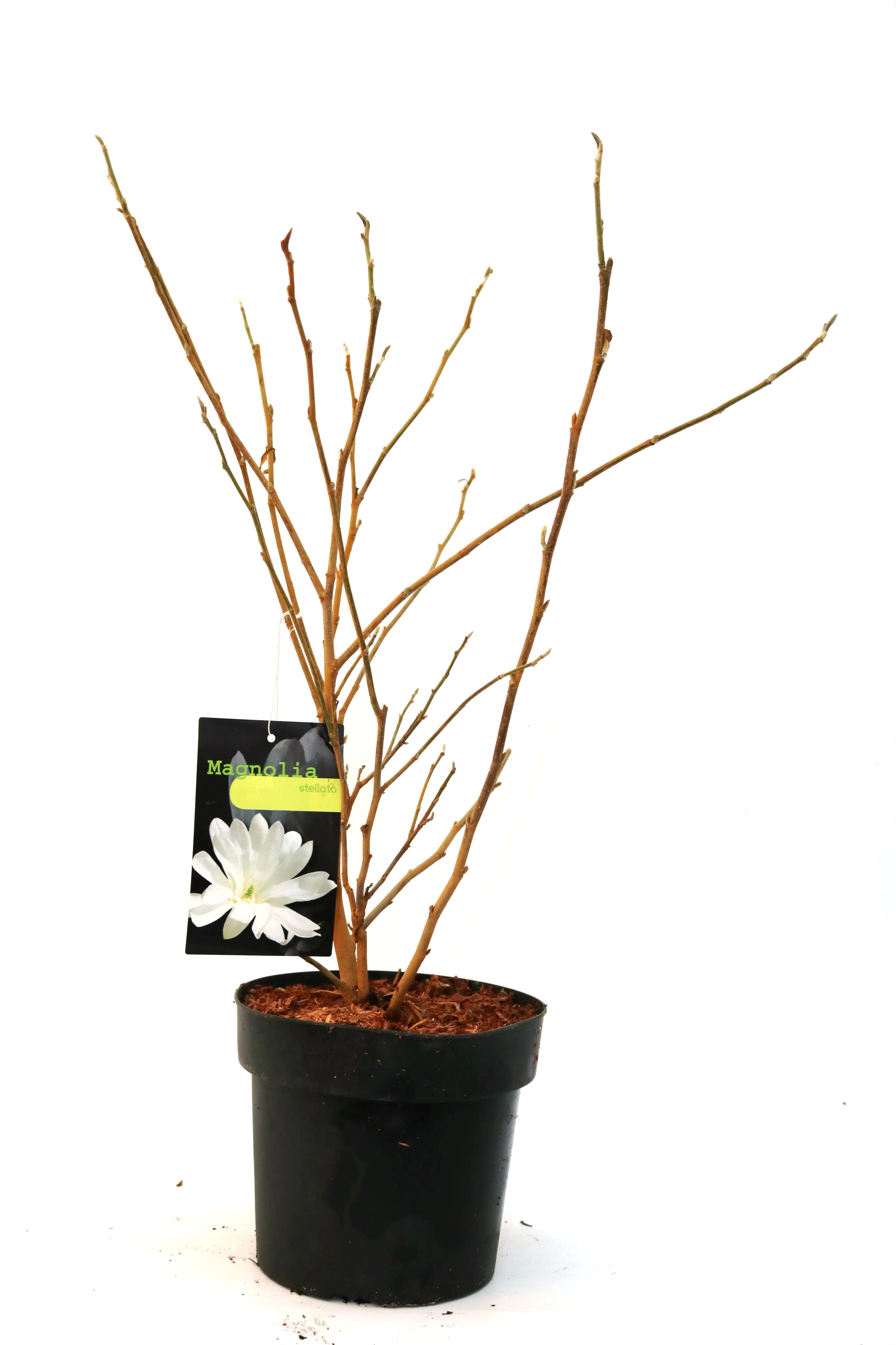 Sternmagnolie 5 l Container
