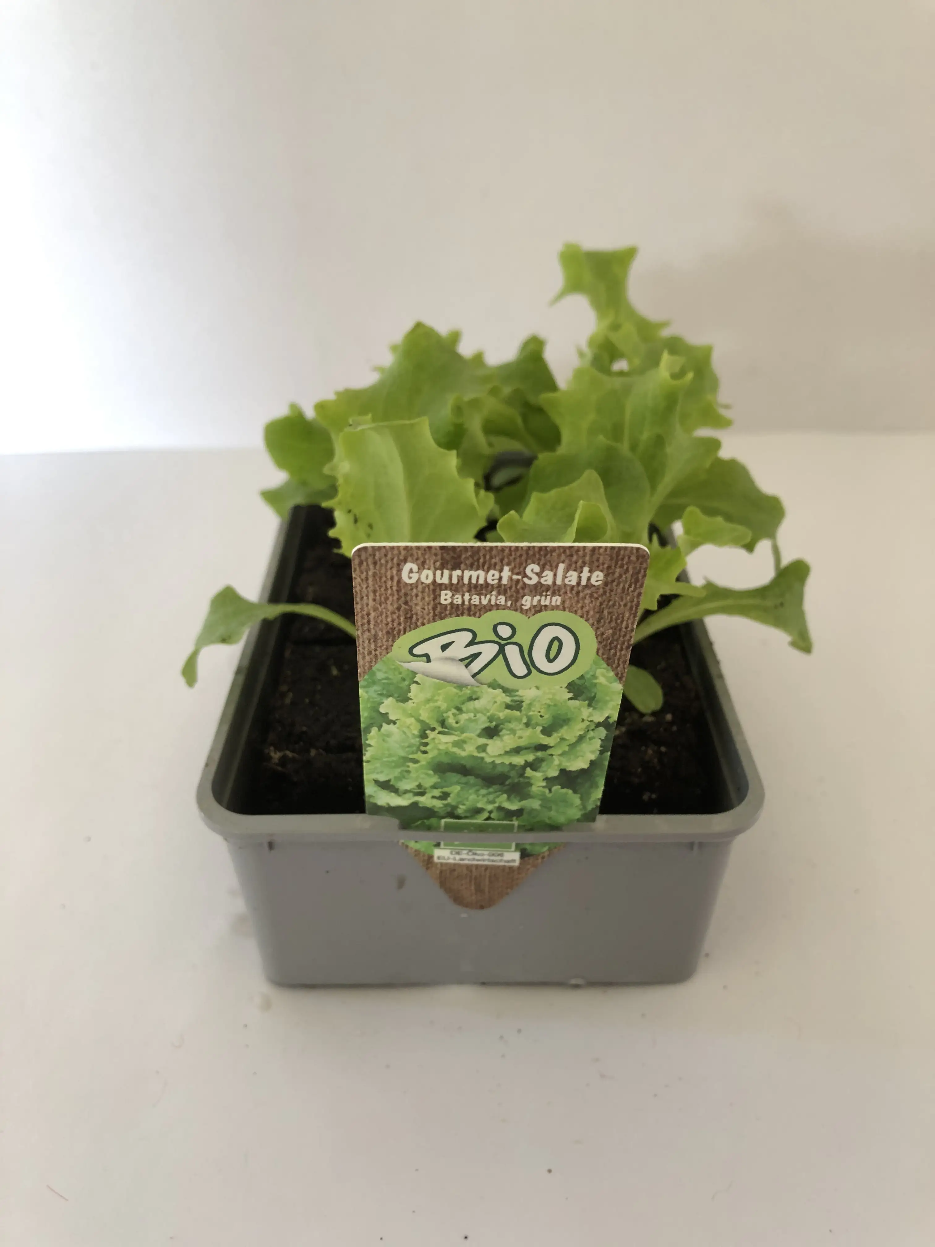Bio Salat- und Gemüsesetzlinge Batavia grün Batavia lettuce 6er Schale