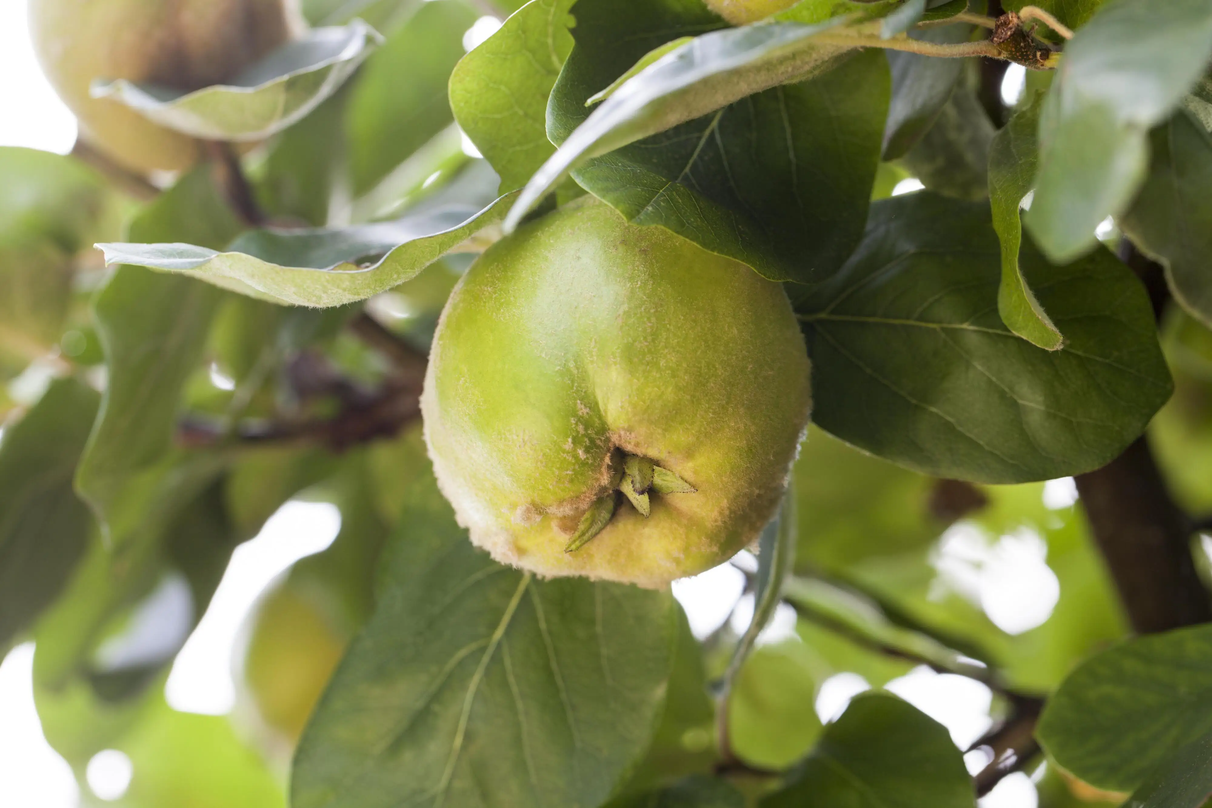 Obstbaum Quitte in Sorten 19 cm Topf, 100-125 cm hoch