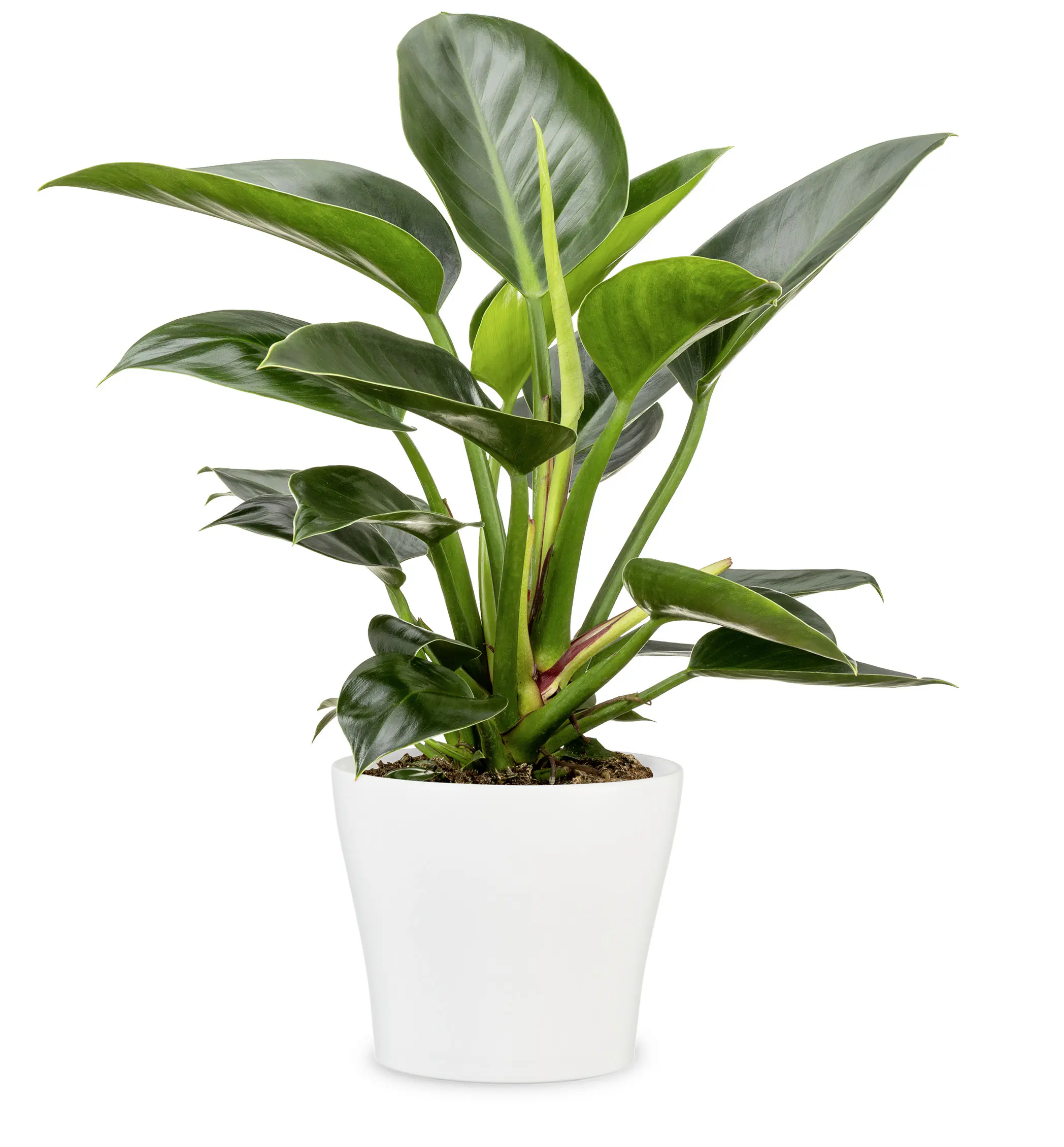Scheurich Übertopf Serie 808 Ø 24 x 21,8 cm weiß