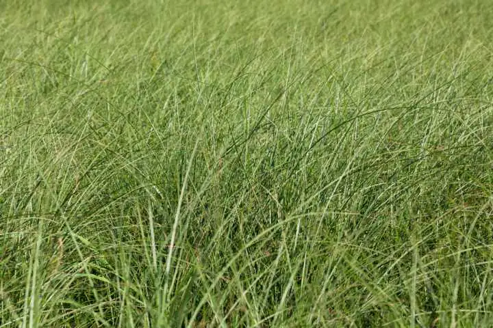 Chinaschilf Miscanthus sin. Gracillimus 23 cm Topf
