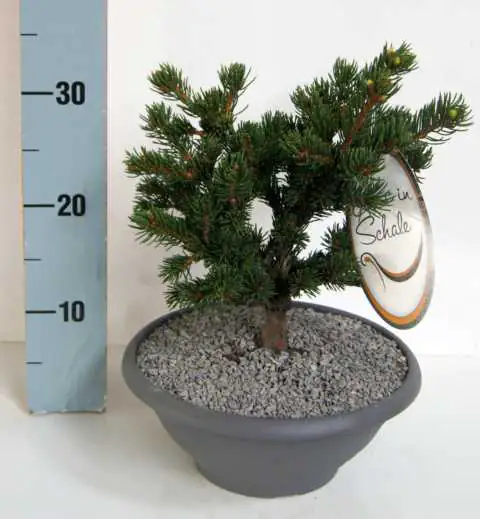 Edelkonifere in Schale 20-25 cm 3,5 l Container