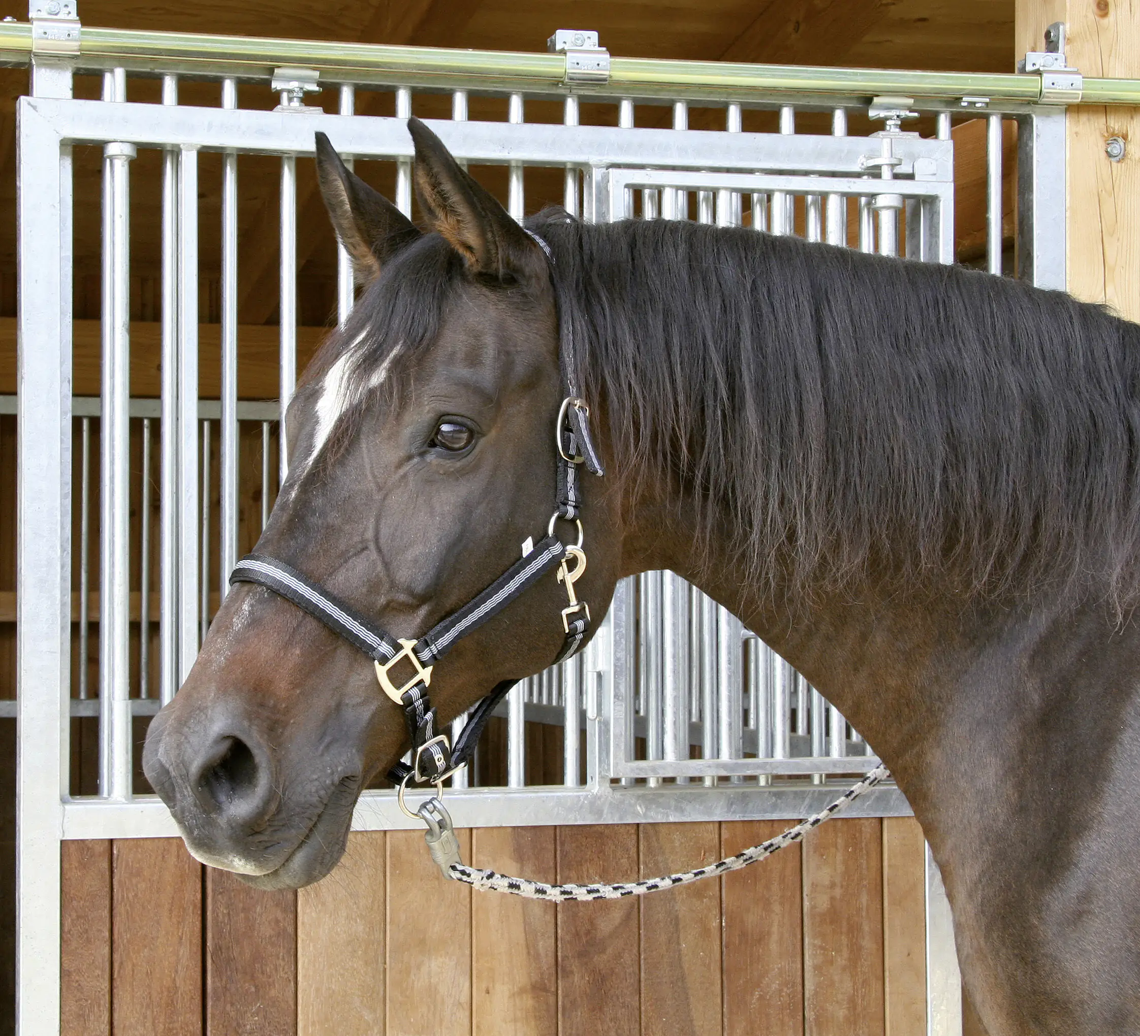 Kerbl Pferde-Halfter Mustang Gr.2 schwarz silber