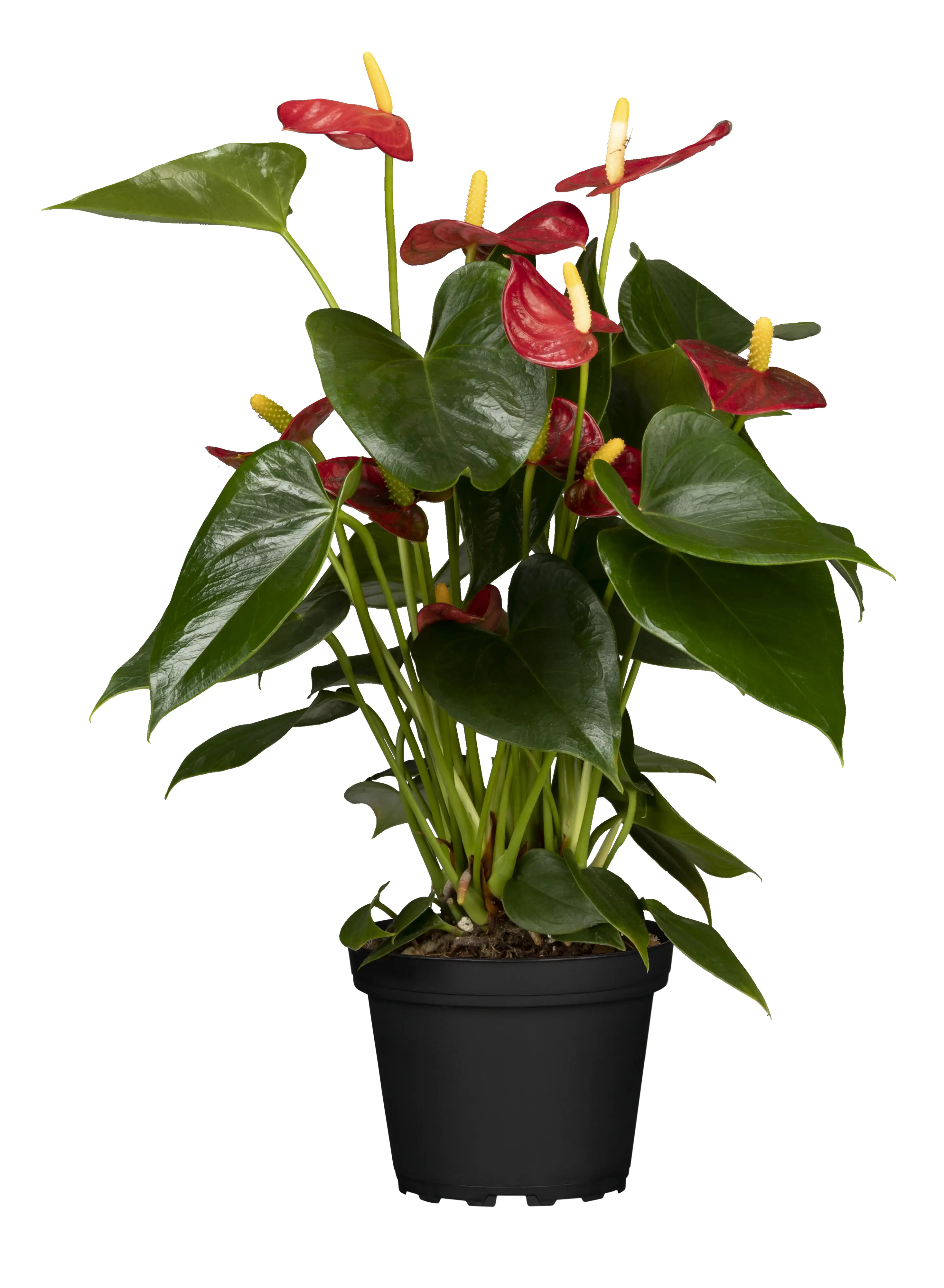Flamingoblume Anthurium Red Champion H ca 50 cm 14 cm Topf