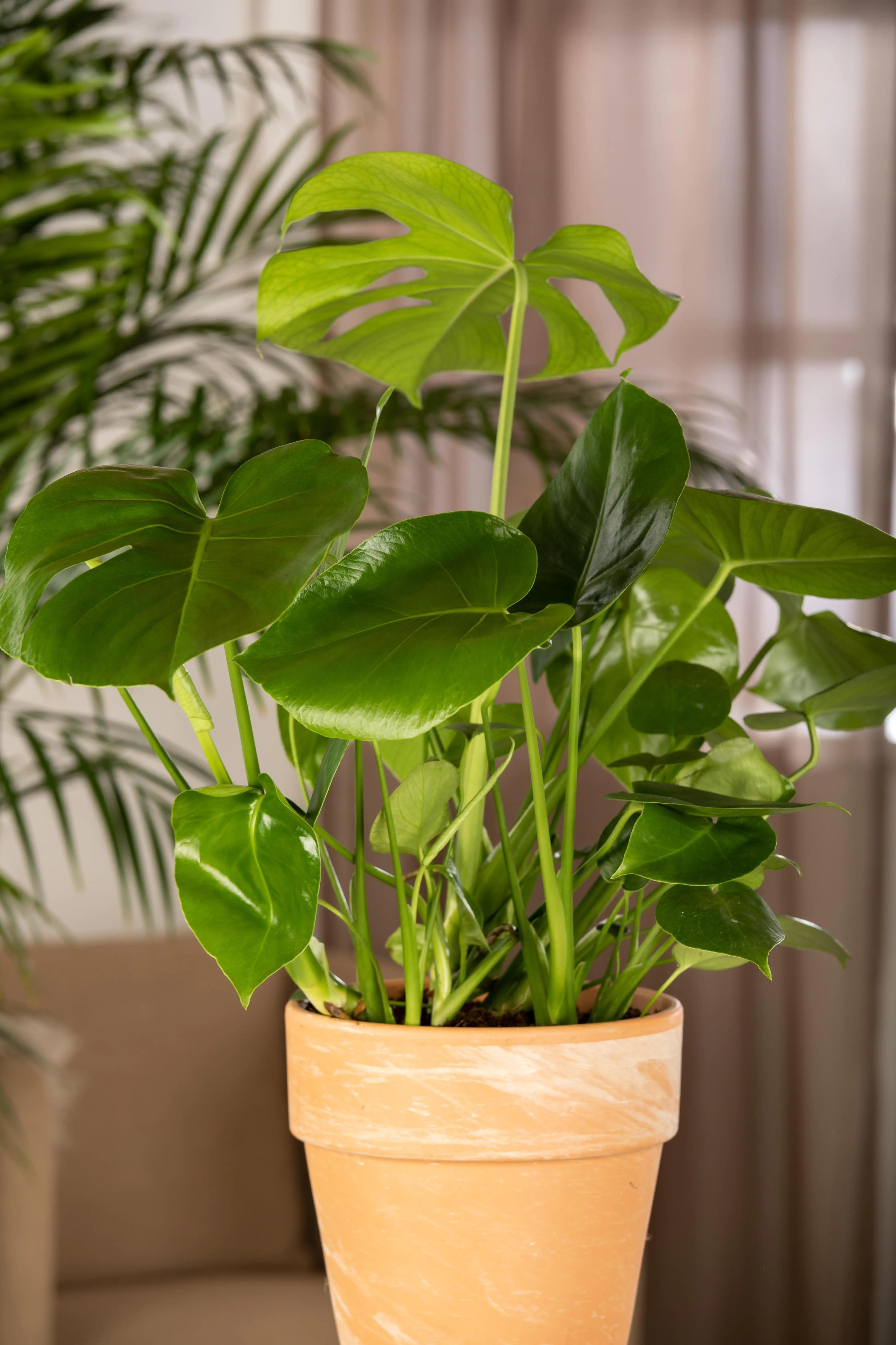 Fensterblatt Monstera Deliciosa H ca. 55 cm 17 cm Topf