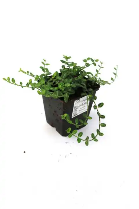 Kleinblättrige Teppichspindel 'Minimus' 0,5 l Container, Bodendecker