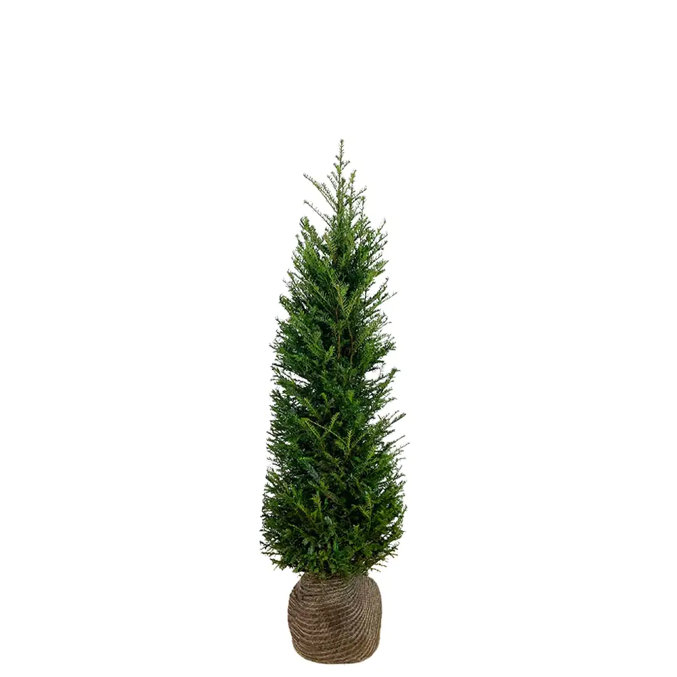Heimische Eibe Taxus baccata H 120 - 140 cm, 20 Stück