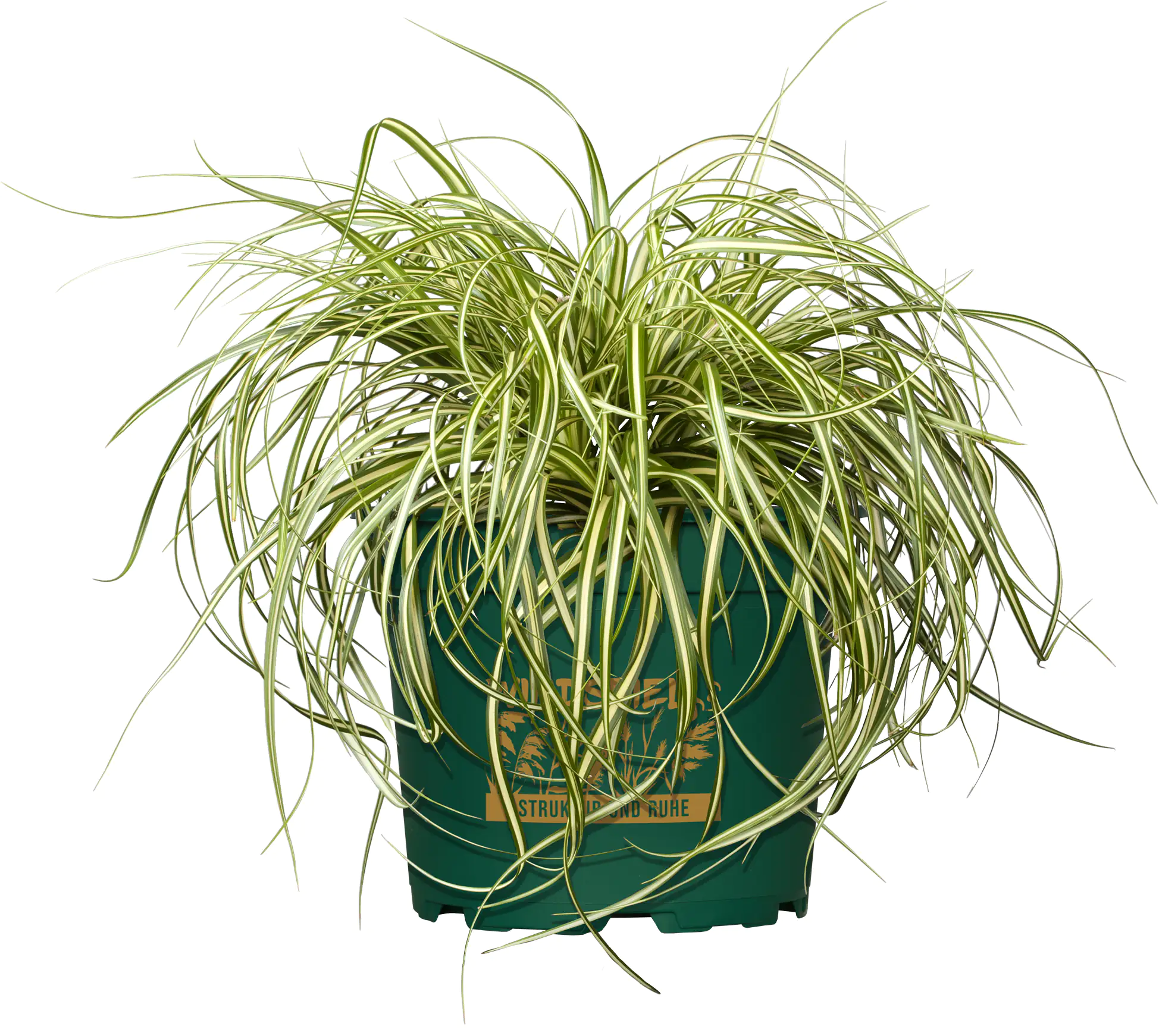 Gräsermix Windspiel 17 cm Topf