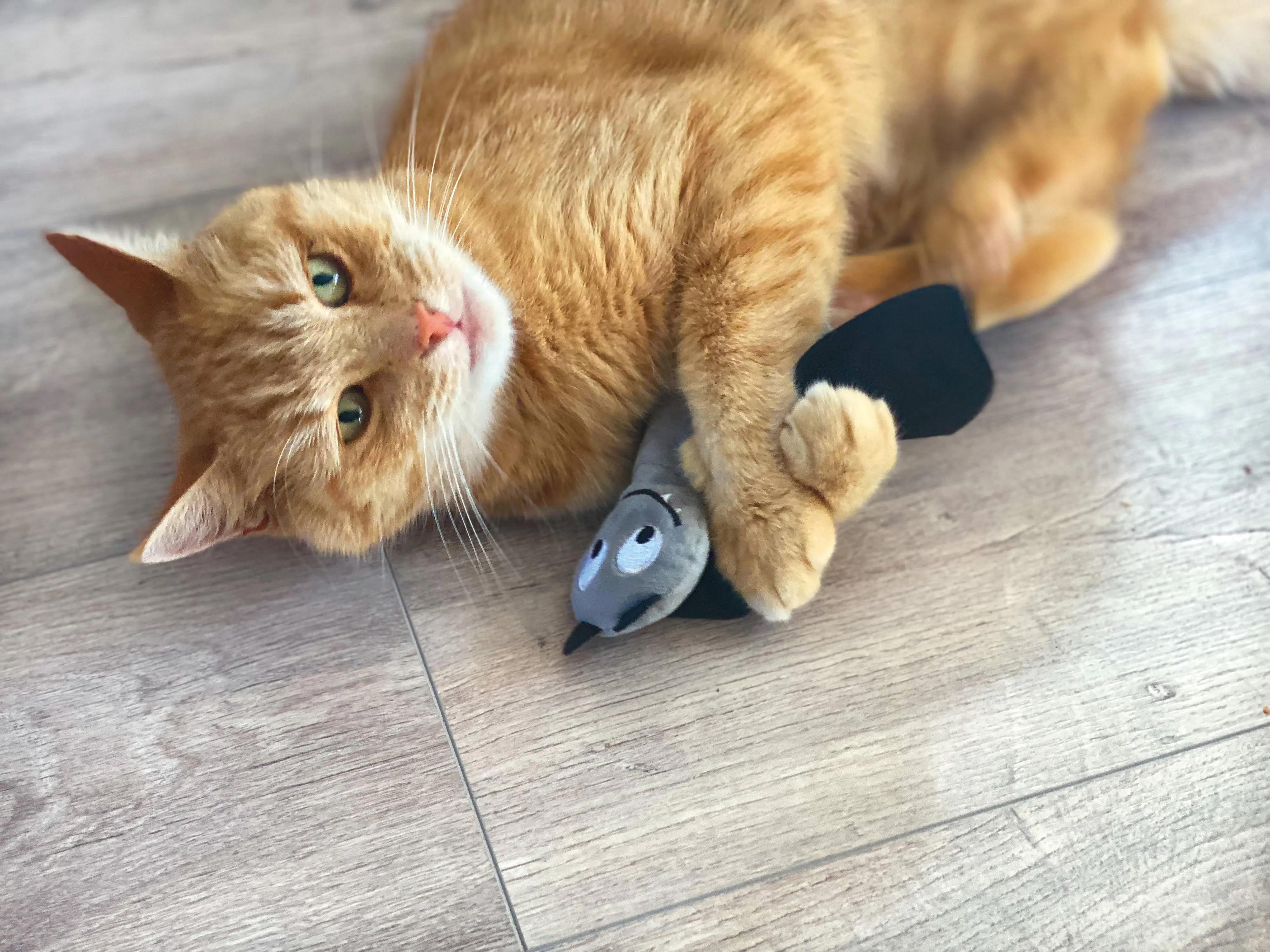 Aumüller Katzenspielzeug Frido Fledermaus 23 cm schwarz grau