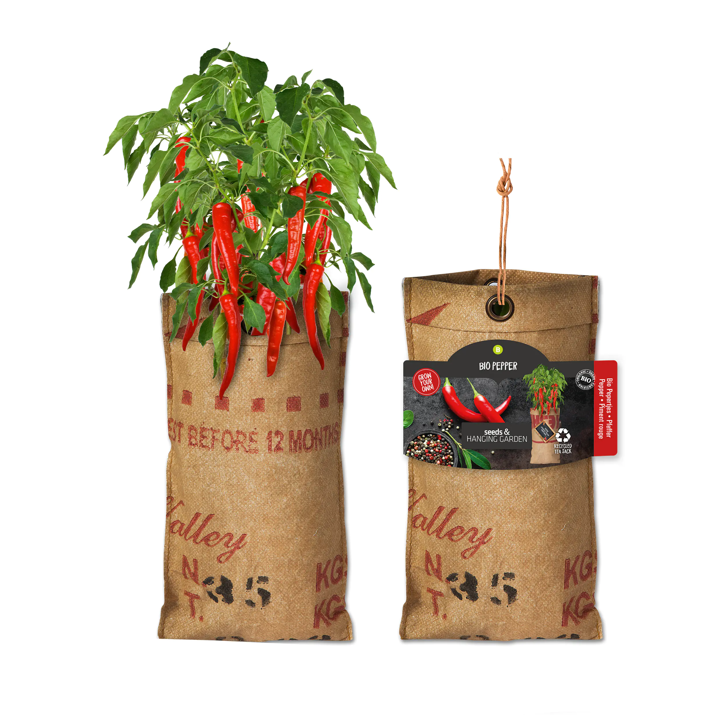 Baza Seeds hängender Garten Bio Cayennepfeffer