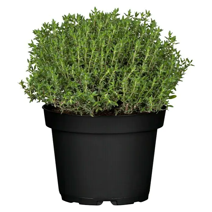 Mediterrane Gewürzkräuter Feldthymian Thymus Vulgaris H 25 cm 14 cm Topf