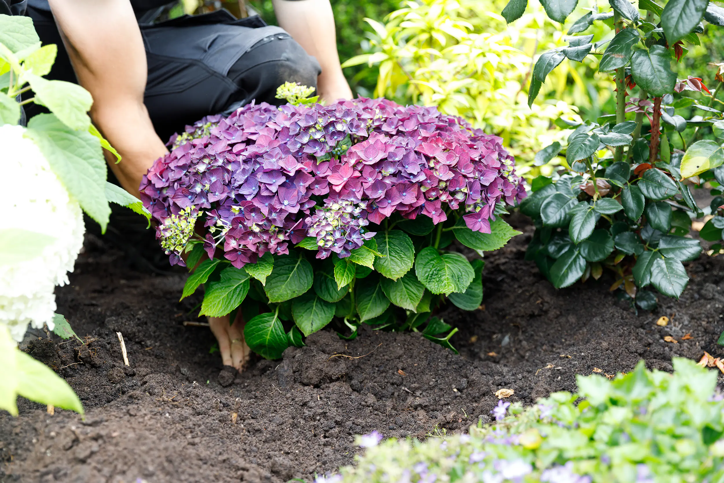 Hydrangea mac. Hortensie Music Collection 19 cm Topf