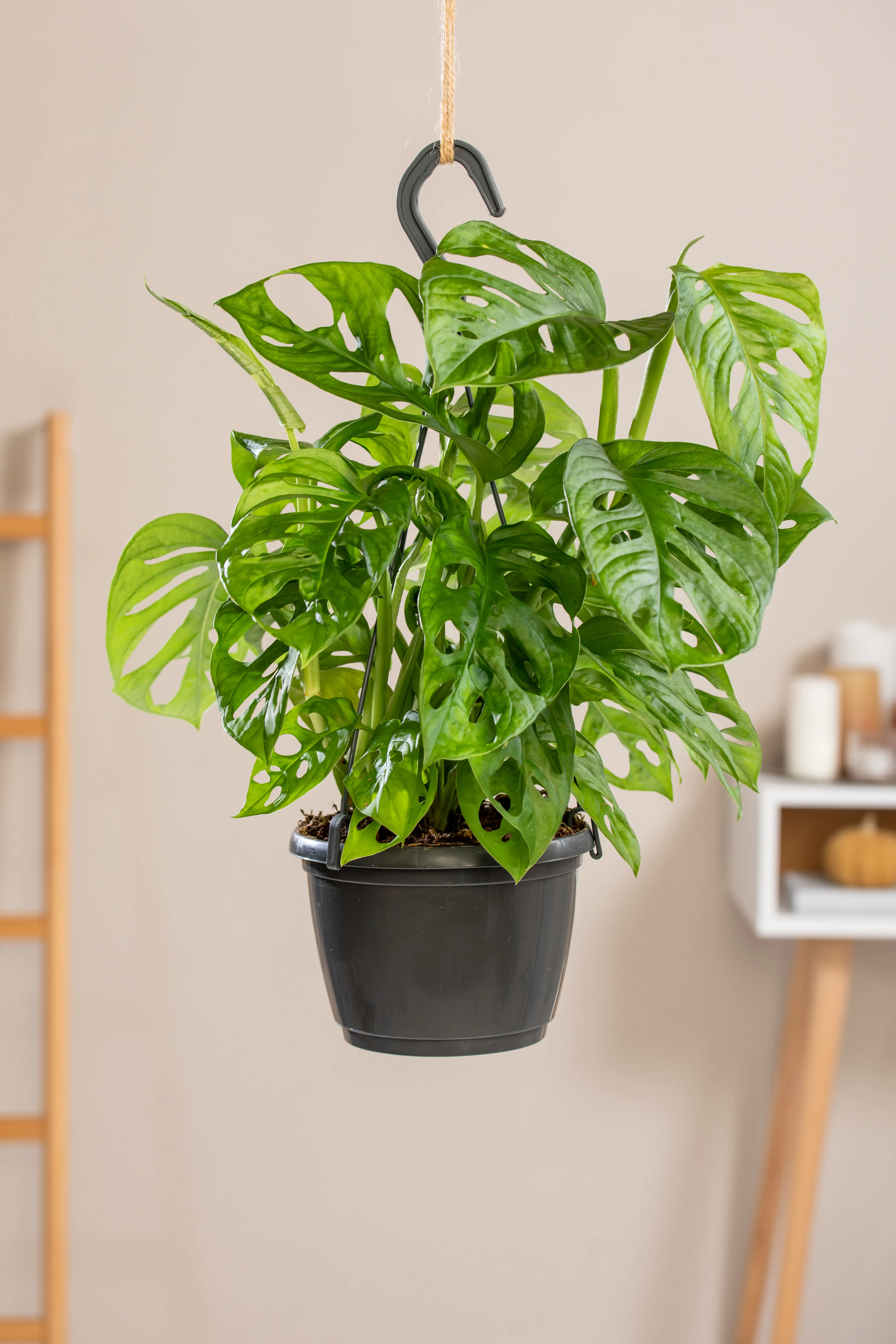 Fensterblatt Monstera obliqua Ampel Monkey Leaf H ca. 35 cm 15 cm Topf 