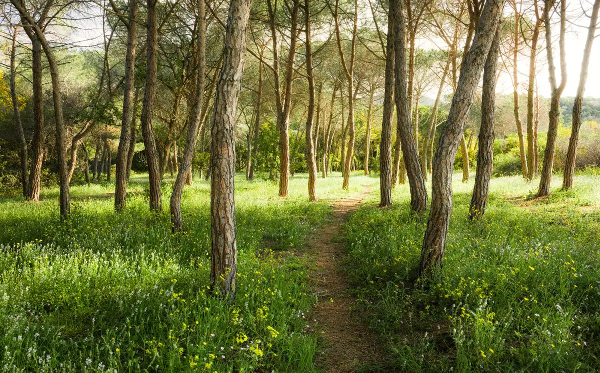 Komar Vlies Fototapete Blütenzauberwald 450 x 280 cm 