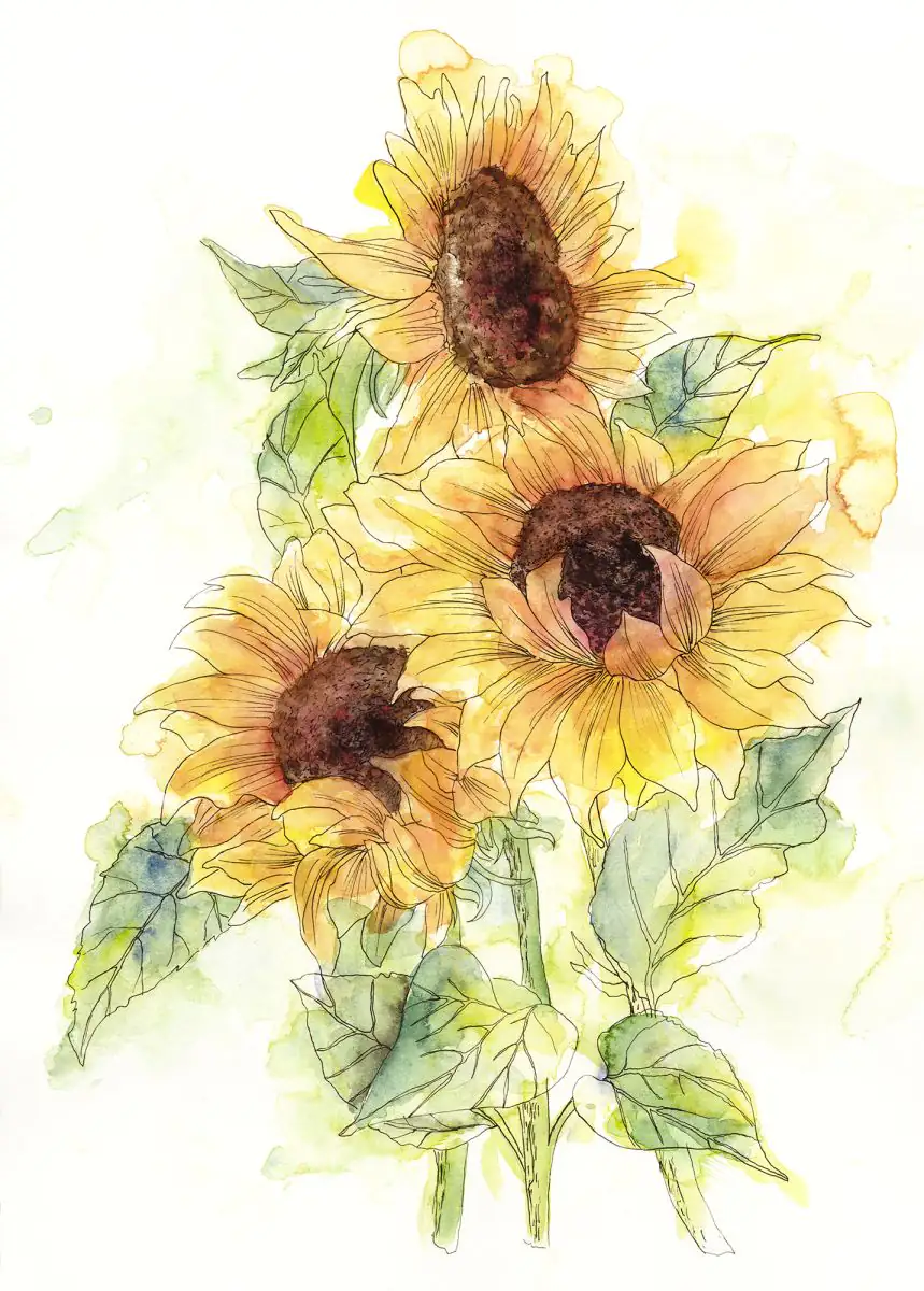 Komar Vlies Fototapete Girasol 200 x 250 cm 