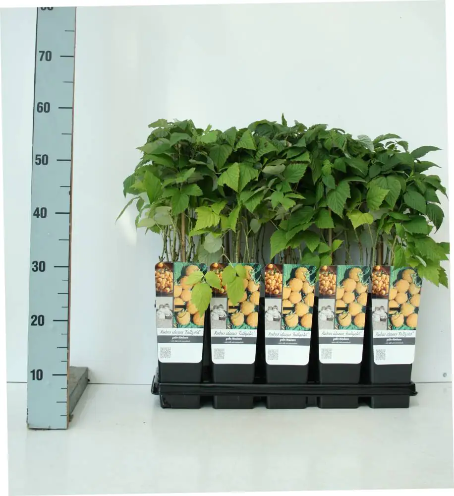Obststrauch Goldgelbe Himbeere 2 L Container