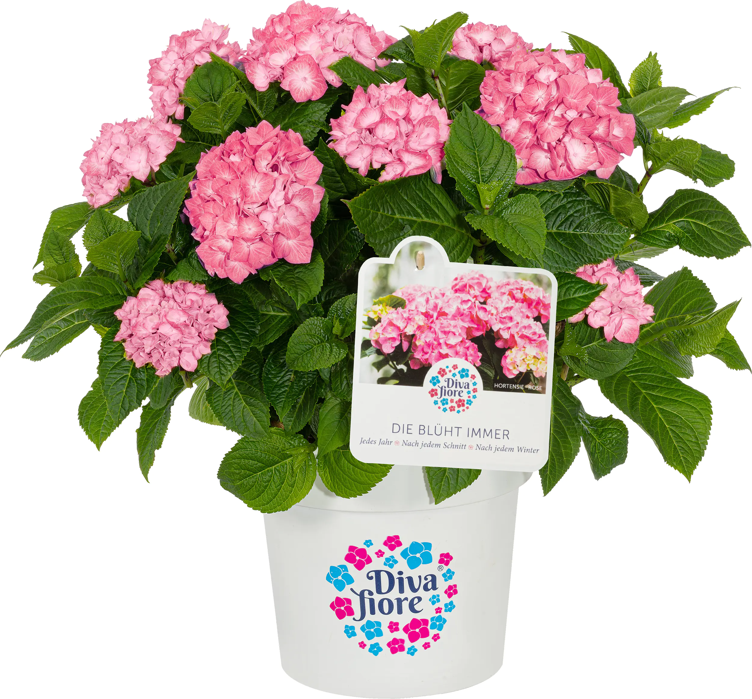 Gartenhortensie Hydrangea mac. Diva Fiore H ca. 30 cm 23 cm Topf