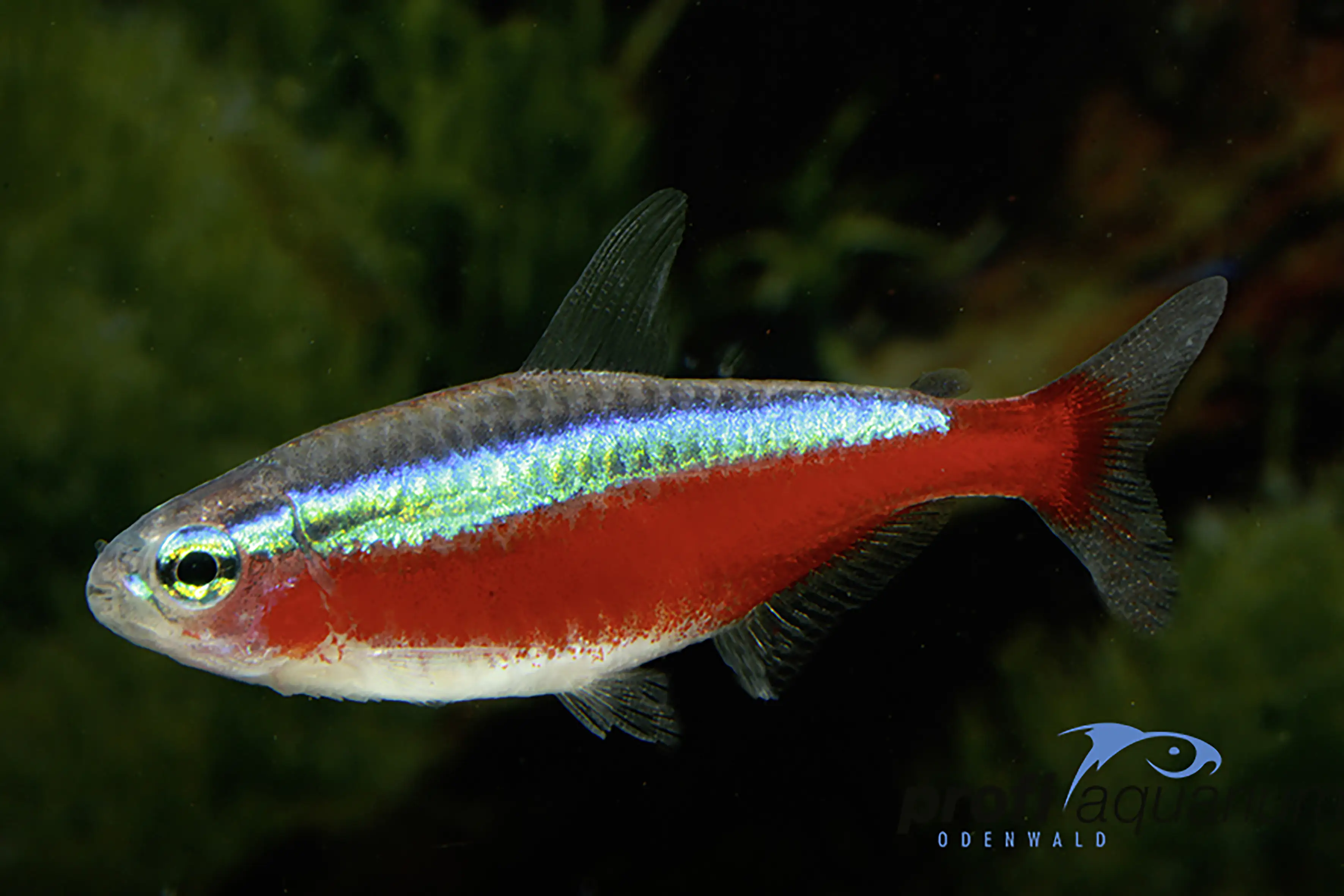 Aquariumfisch Roter Neon Paracheirodon axelrodi
