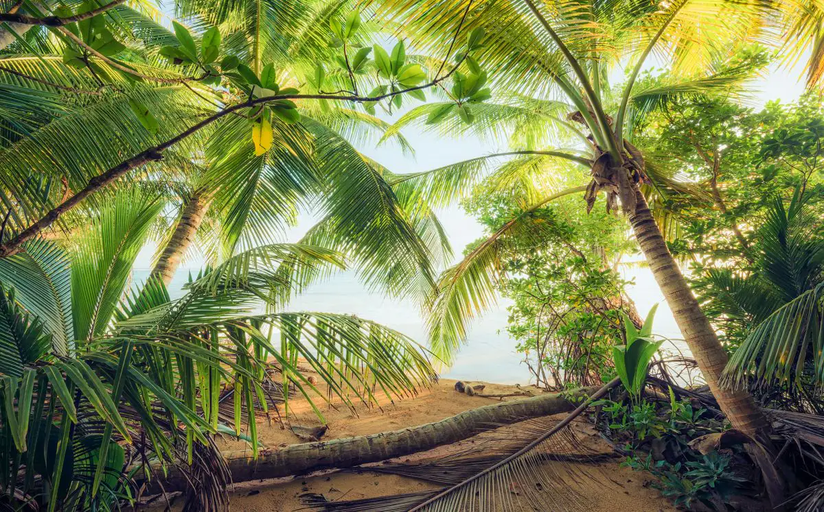 Komar Vlies Fototapete Piratenversteck 450 x 280 cm 