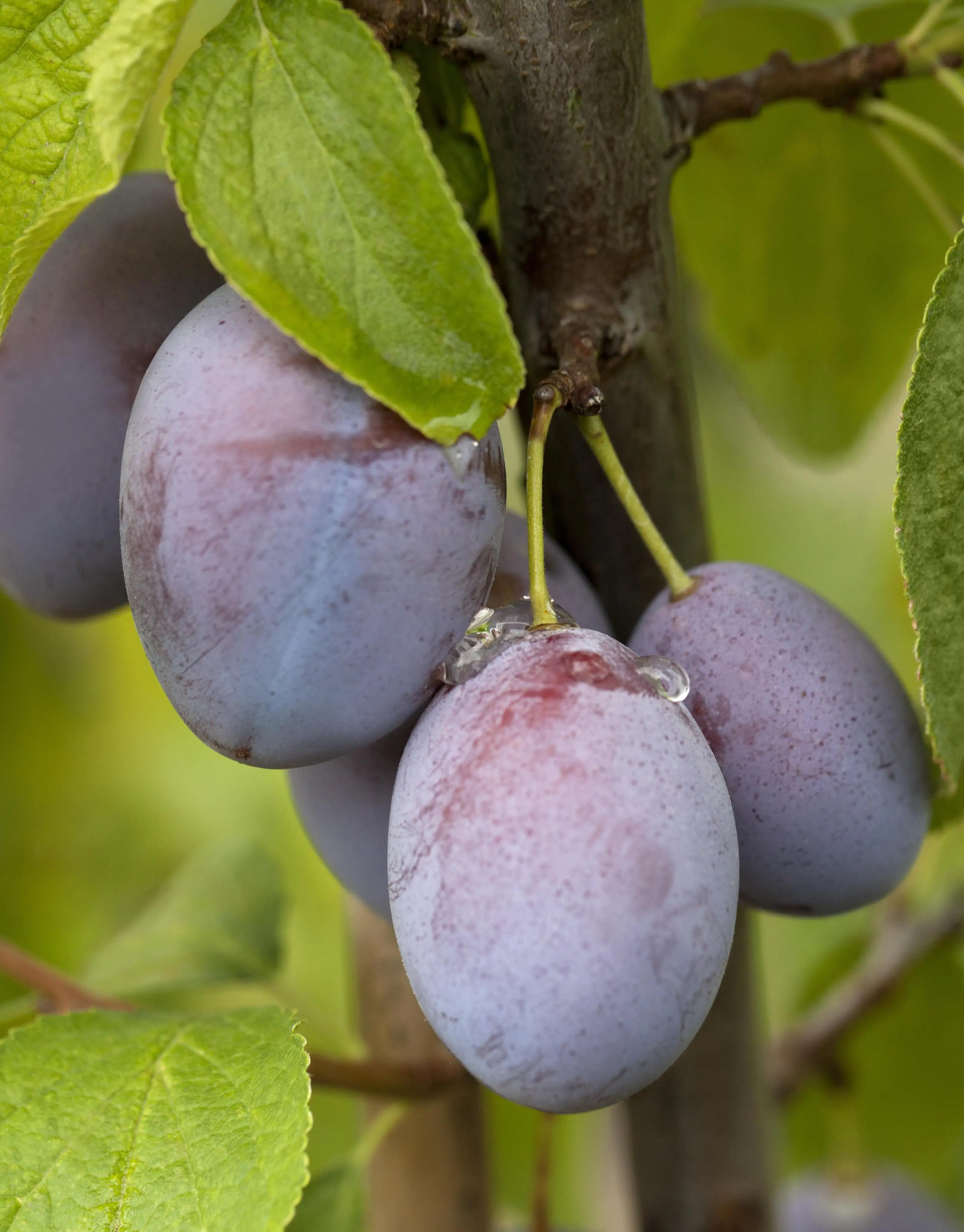 Obstbaum Pflaume in Sorten 19 cm Topf, 100-125 cm hoch