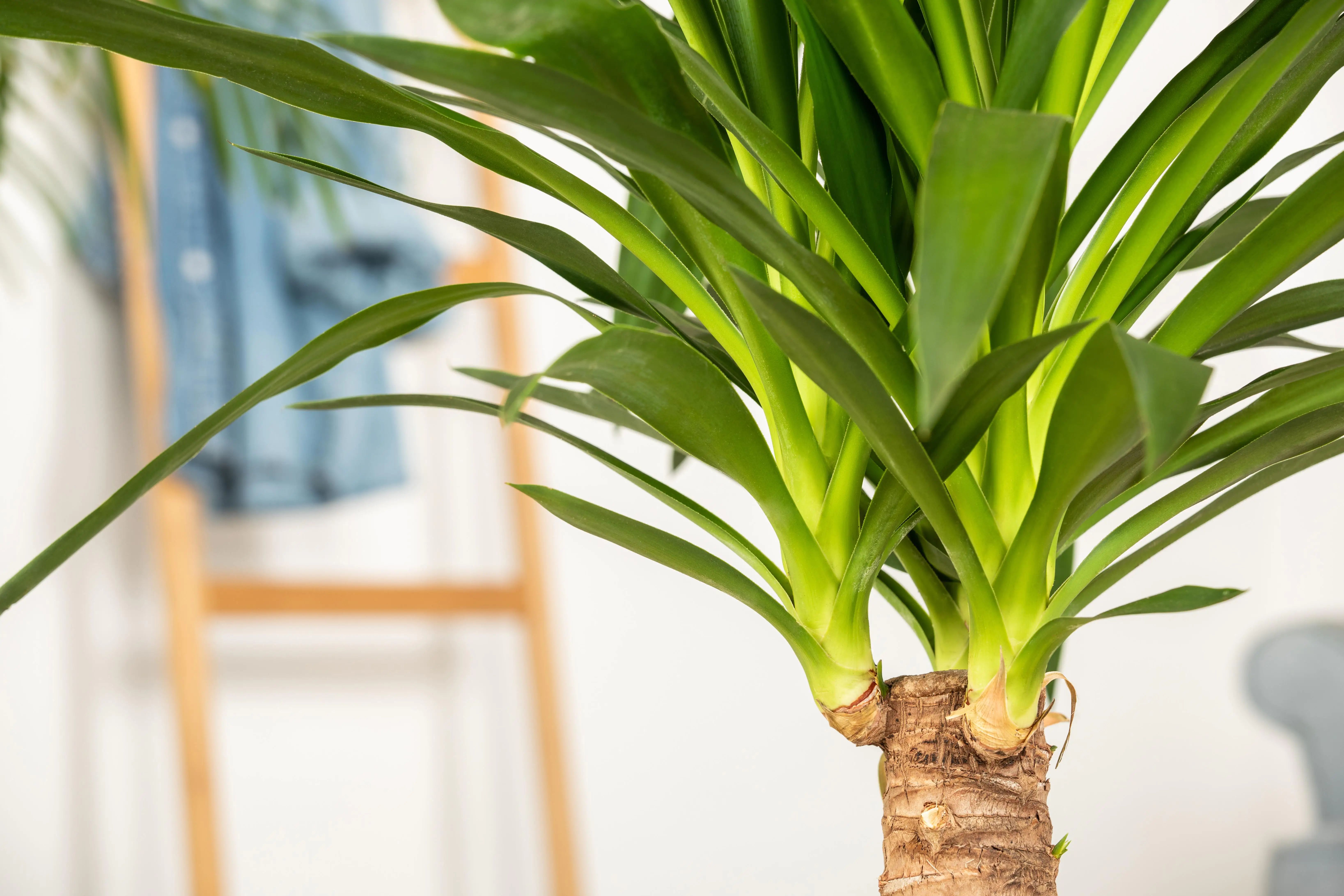 Palmlilie Yucca 2 Stämme H ca. 80 cm 17 cm Topf