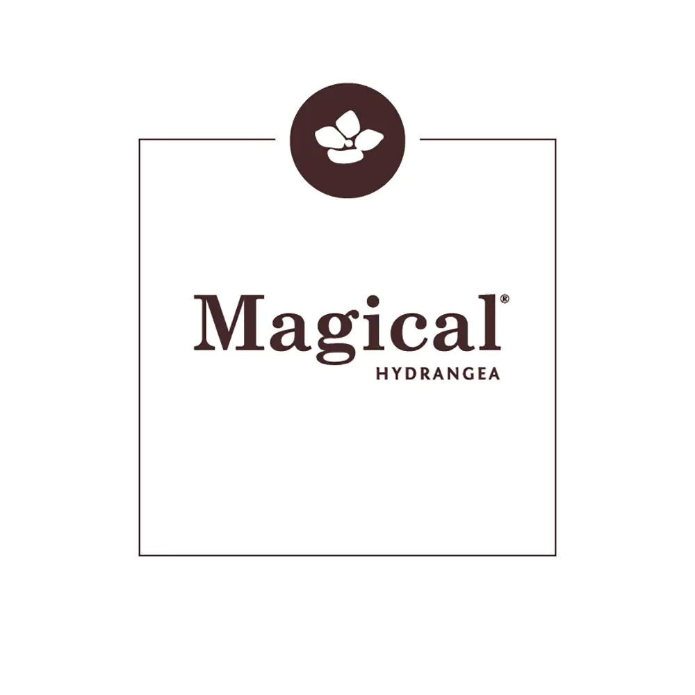 Gartenhortensie Hydrangea mac. Magical Ha ca. 30 cm 23 cm Topf