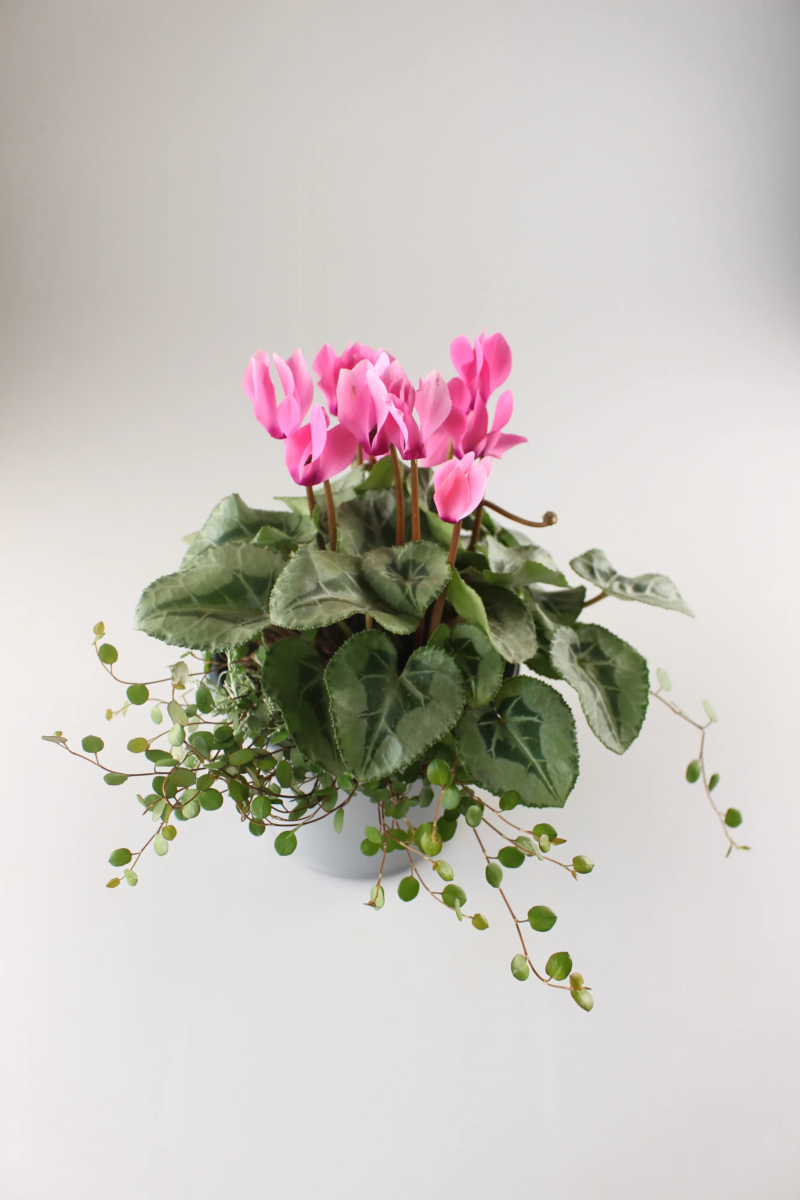 Alpenveilchen Cyclamen purpurascens 14 cm Topf