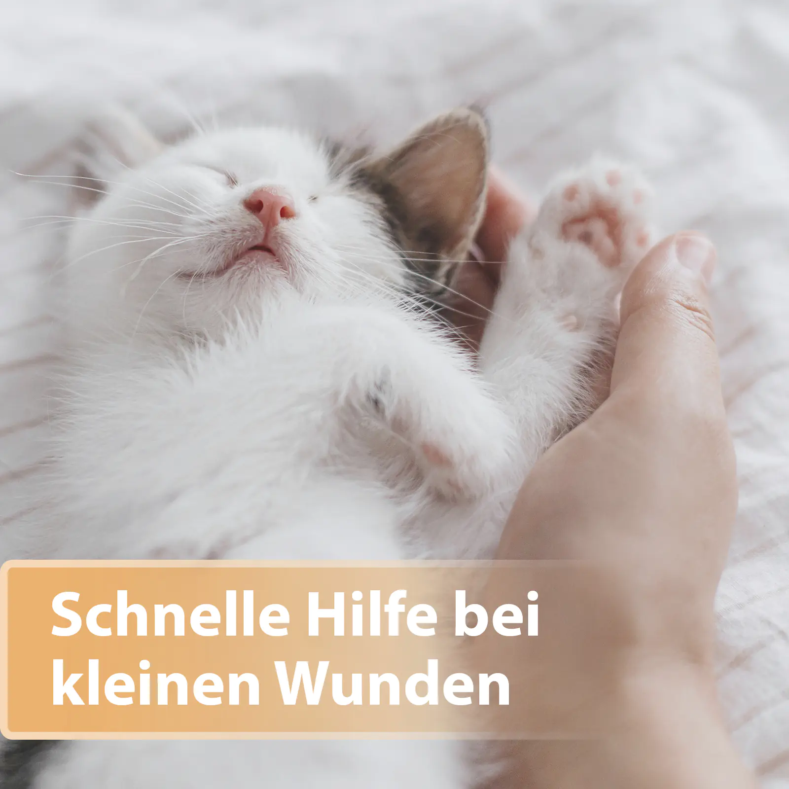 Felisept Wundspray für Katzen 75 ml