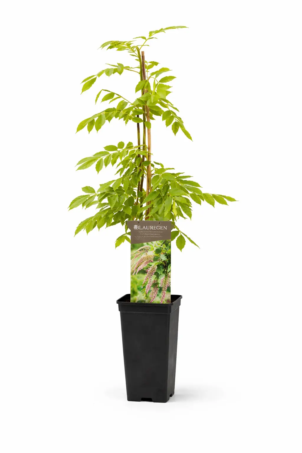 Blauregen Wisteria Rosea H ca 40 cm 2l Eckcontainer