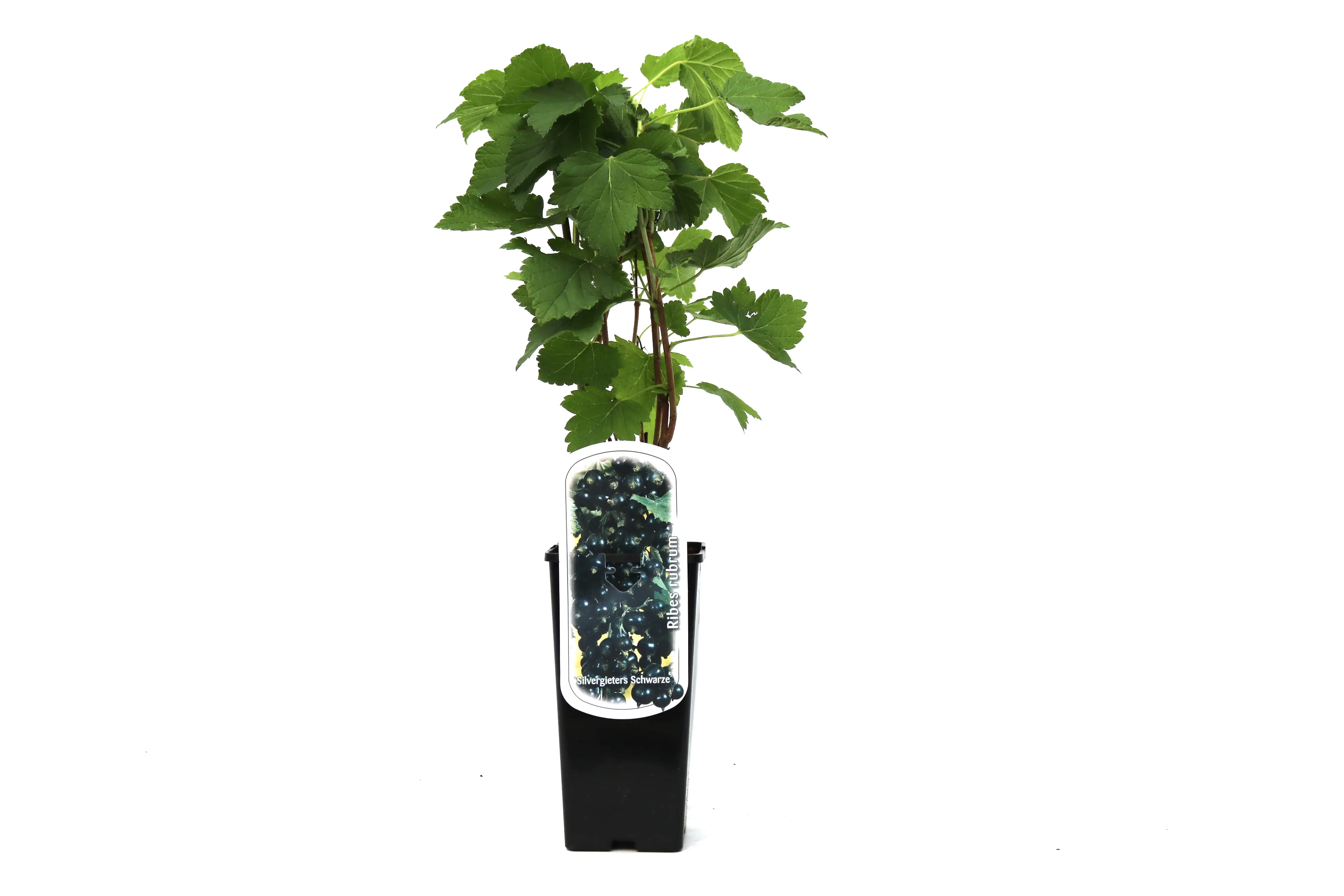 Obststrauch Johannisbeere H ca 45 cm 2 L Eckcontainer