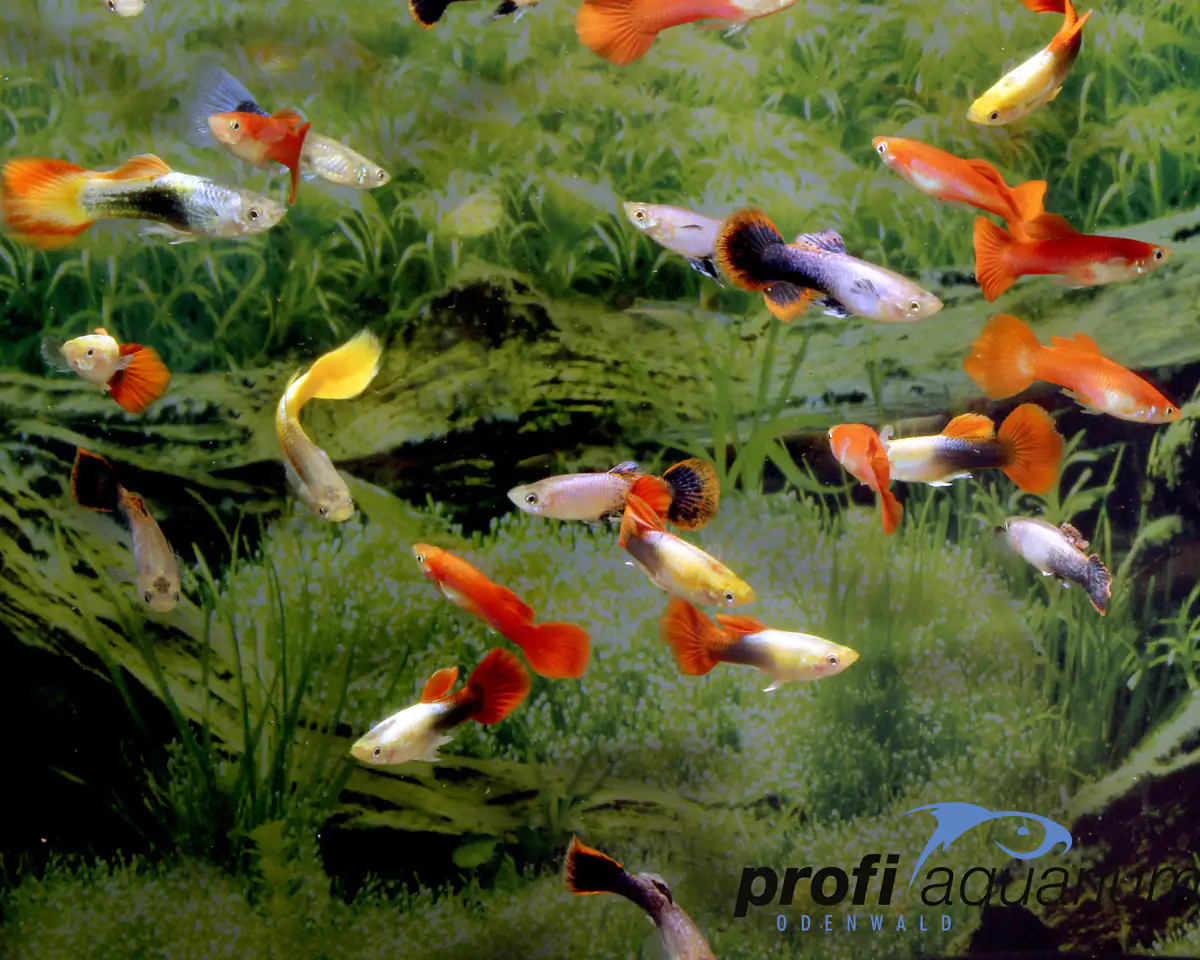 Aquariumfisch Guppy männlich mix 3-5 cm Poecilia reticulata