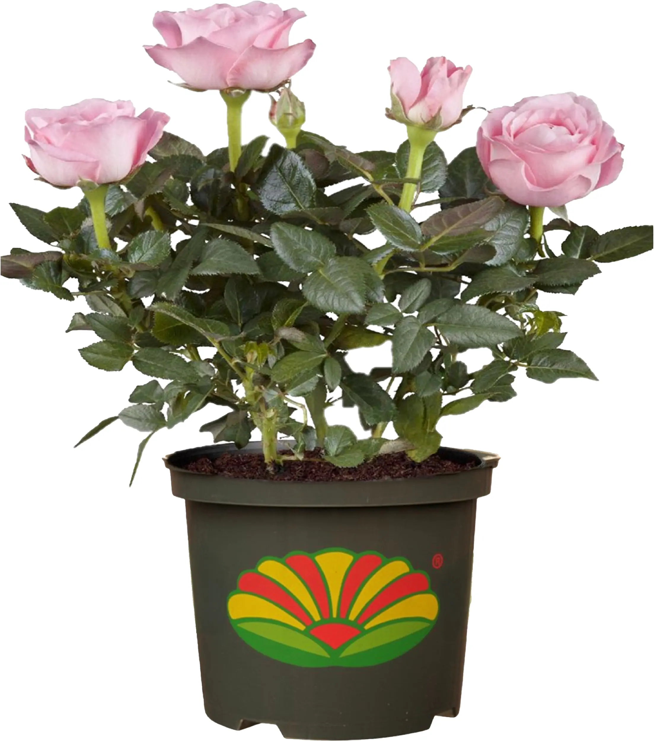 Parfuma Duftrosen in Sorten 5 l Container