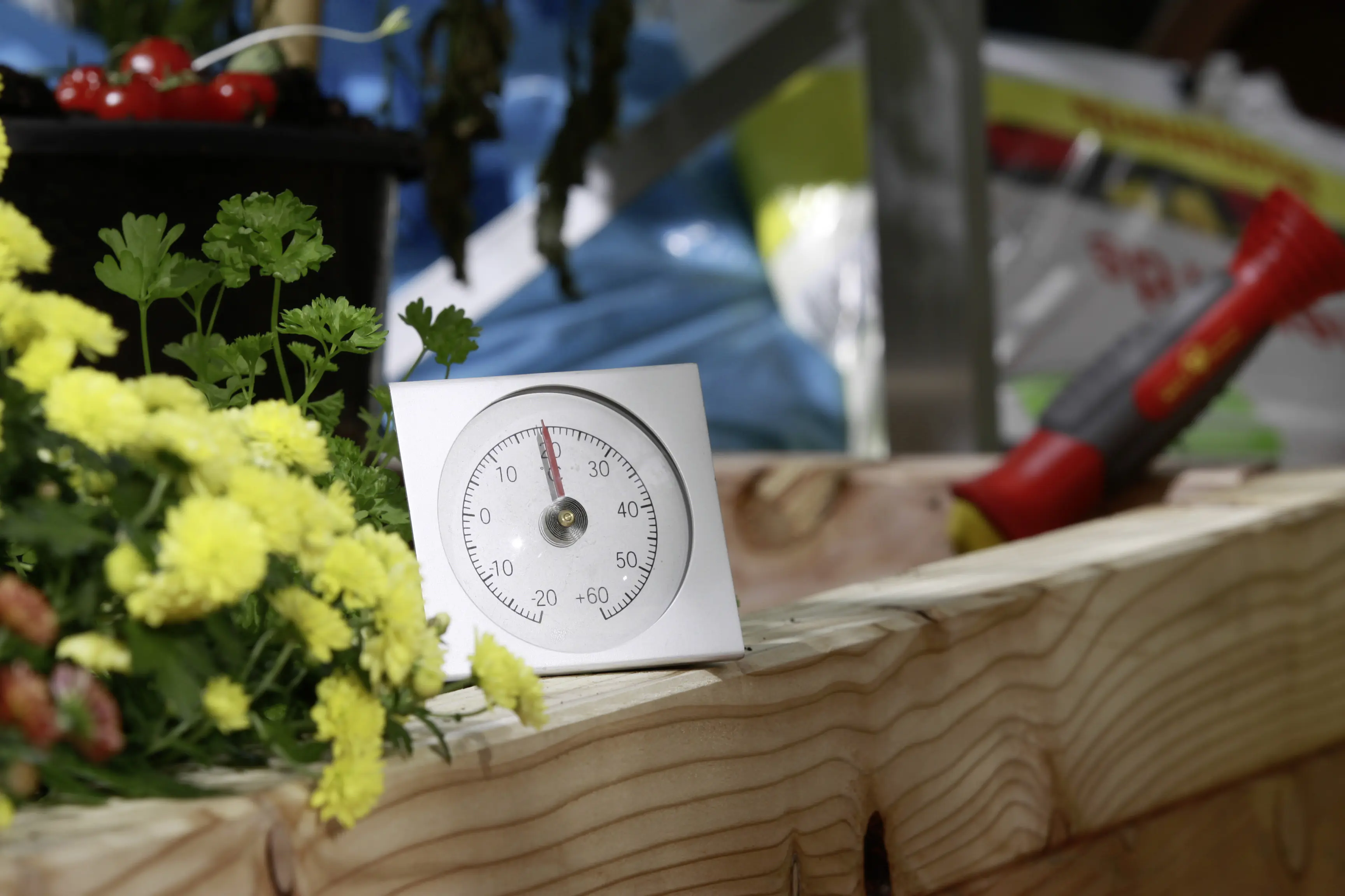 Vitavia Thermometer