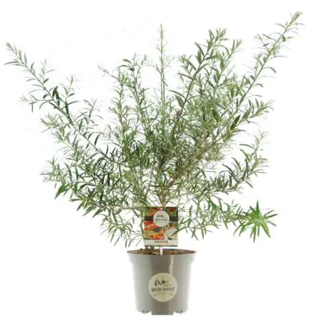 Wilde Küche Sanddorn 24 cm Topf, 40-60 cm hoch