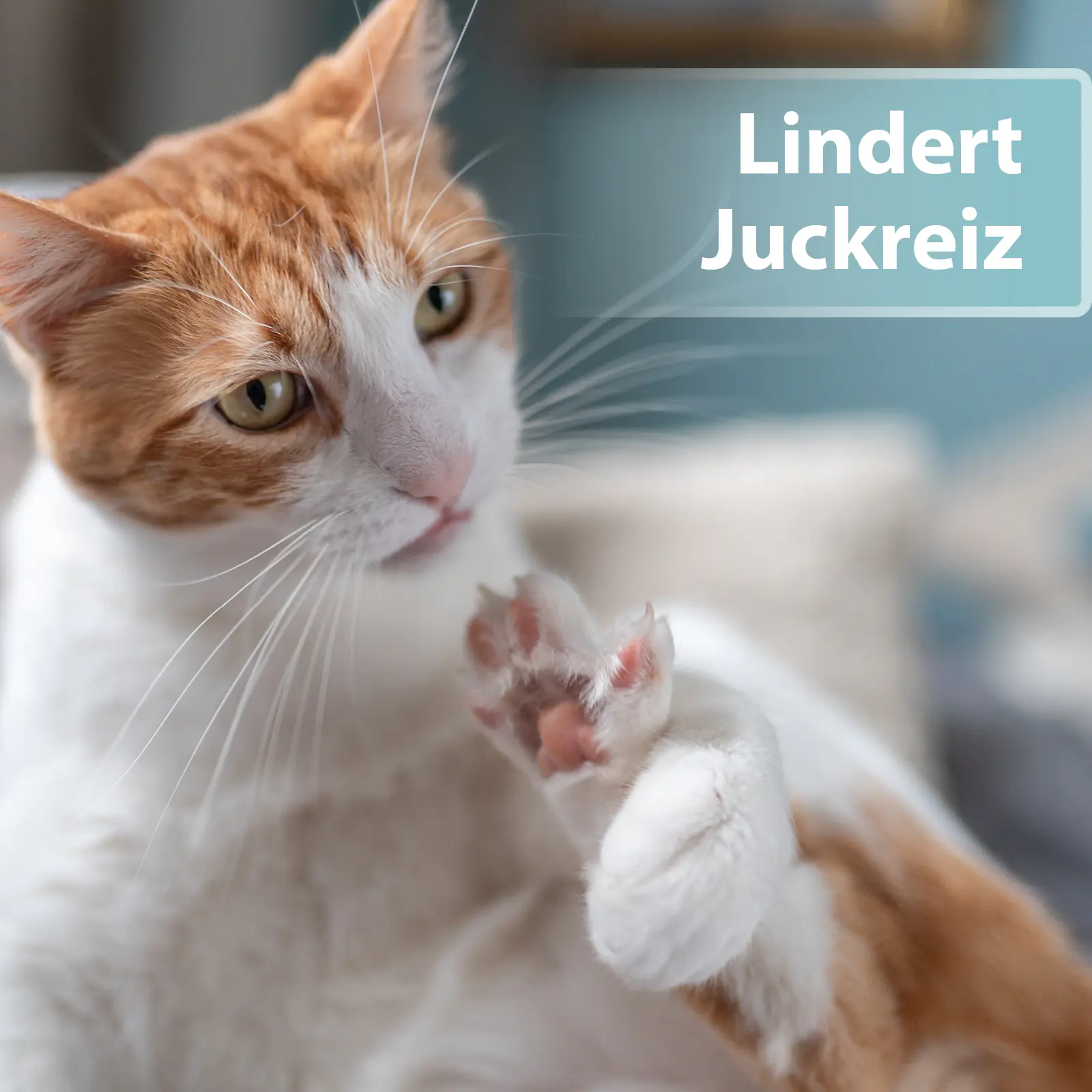 Felisept Hautpflegespray für Katzen 250 ml